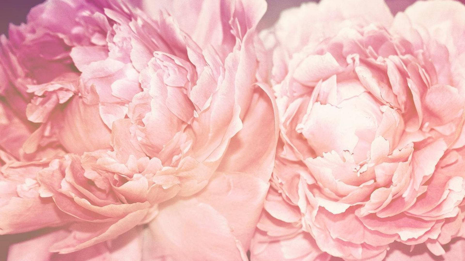 pink peony flowers, lush, soft focus, Full HD Desktop Wallpaper