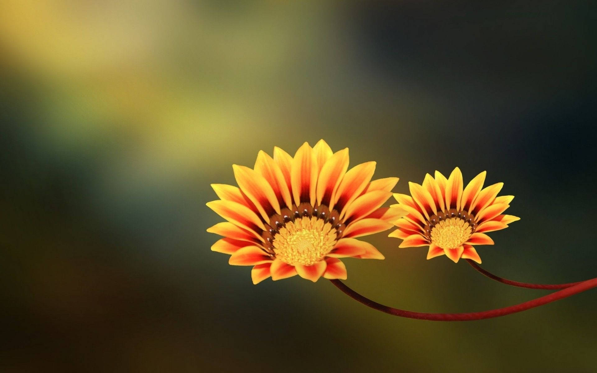macro flower, gazania, orange, Full HD Desktop Wallpaper