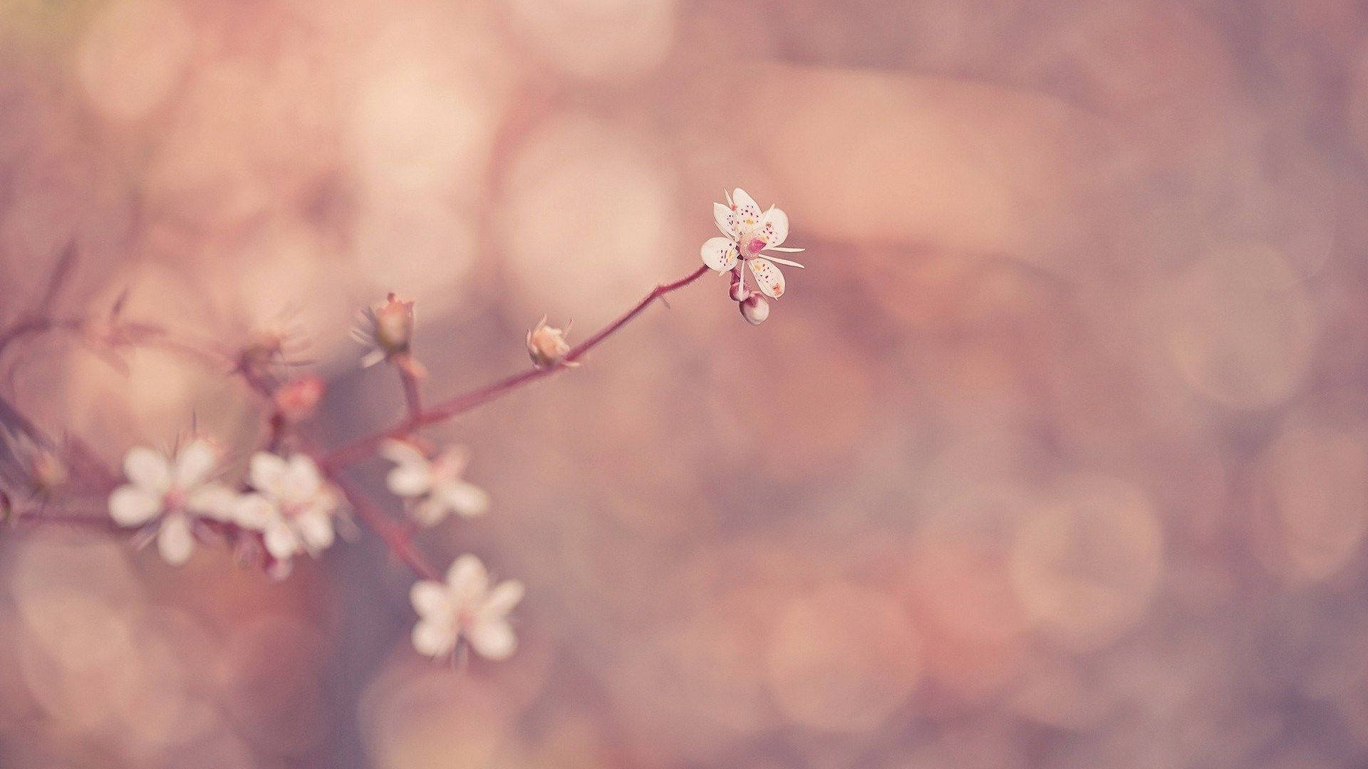 white macro flowers, pink dots, slender branch, Full HD Desktop Wallpaper