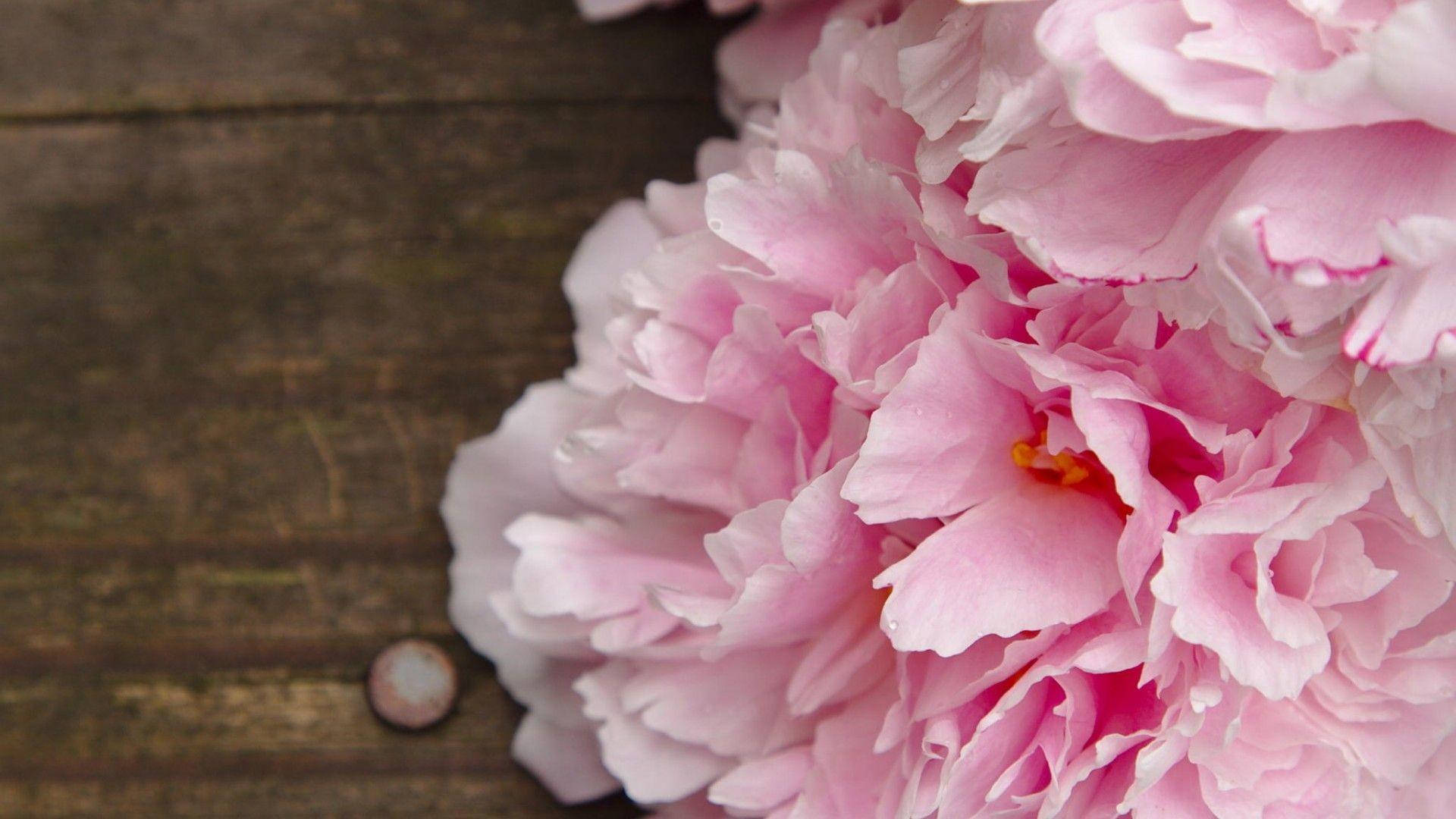 pink peony flowers, wood backdrop, soft pink peonies, Full HD Desktop Wallpaper