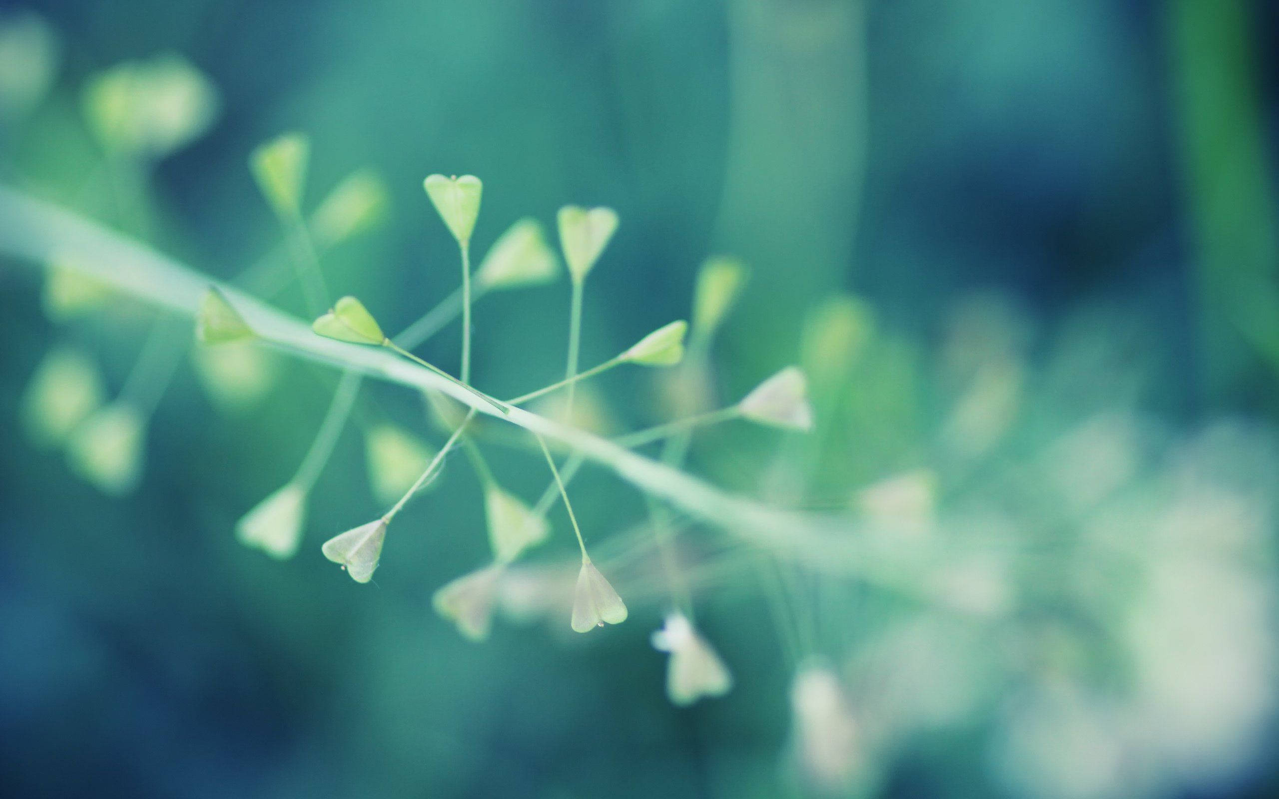 green heart shaped macro flower, delicate green seed pods, slender stem, 2K Desktop Wallpaper