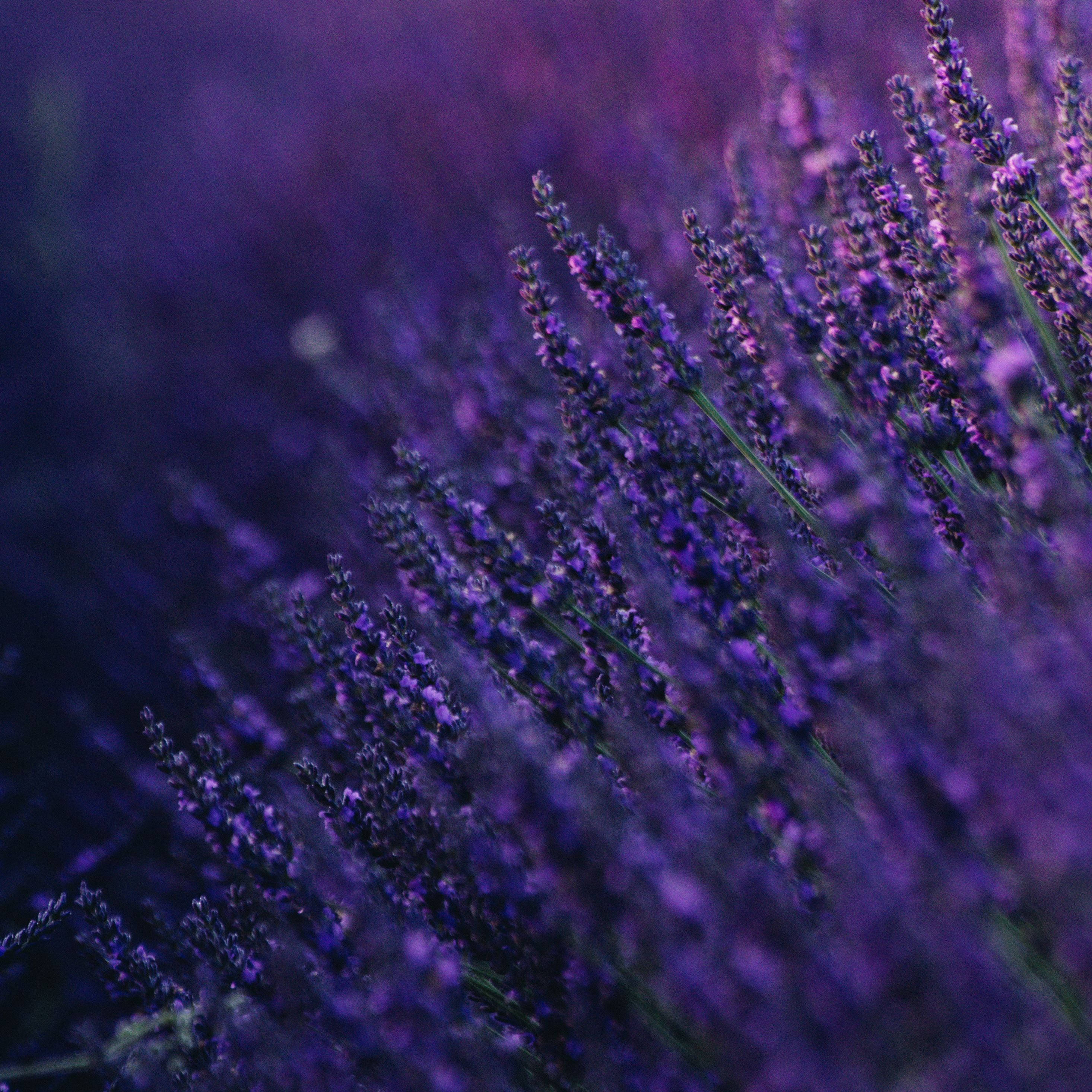 lavender, macro flower, twilight purple, 2K Desktop Wallpaper