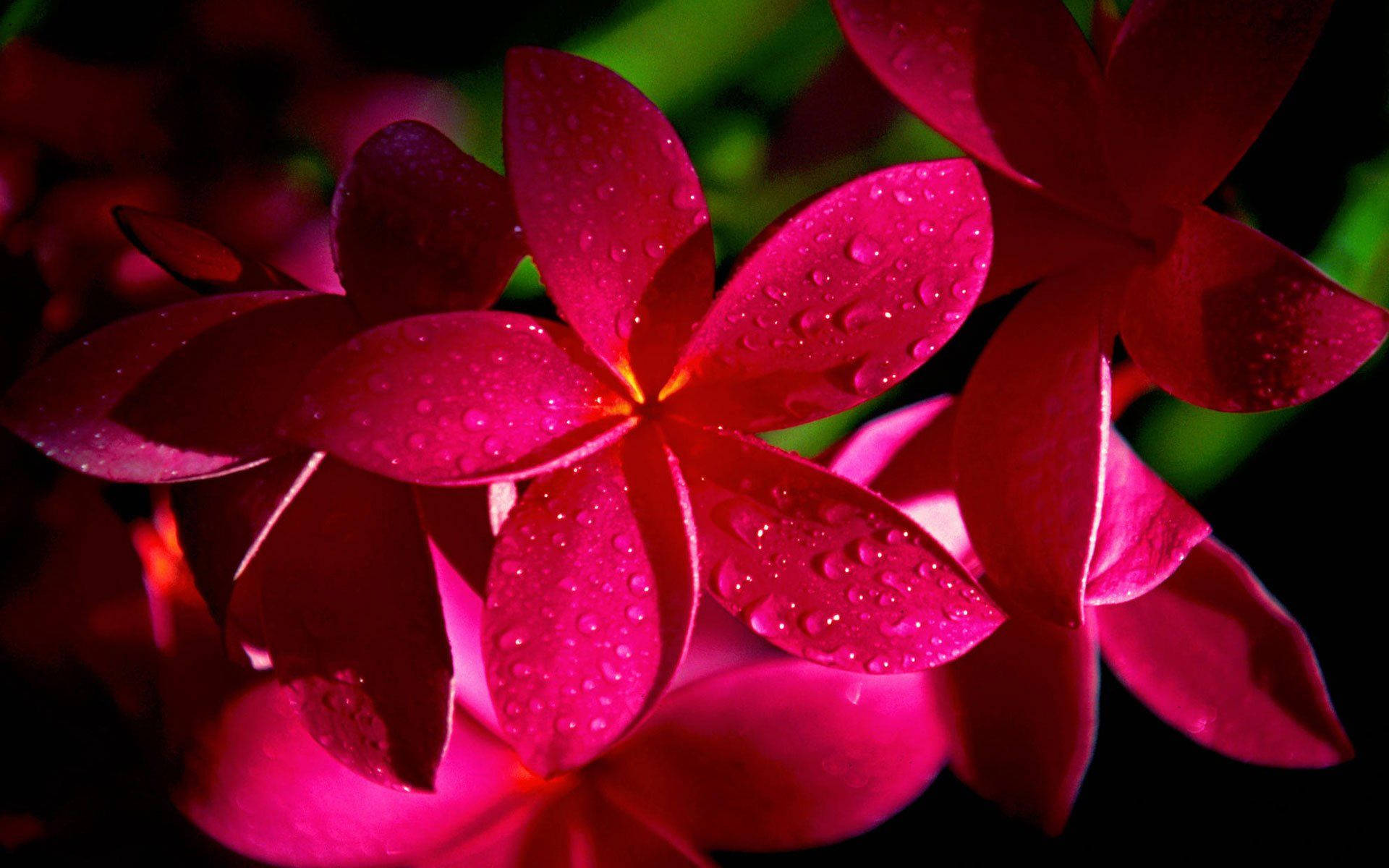 pink plumeria flowers, vibrant pink frangipani flowers, dewdrops, Full HD Desktop Wallpaper