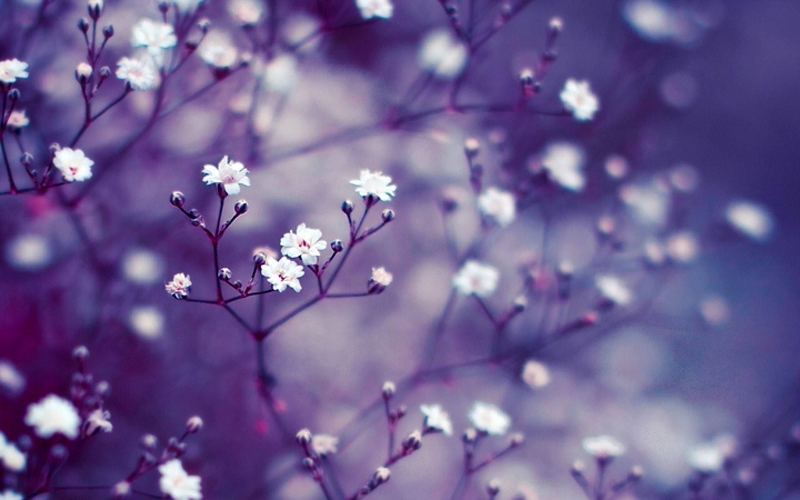 baby's breath, white, slender stems, 2K Desktop Wallpaper