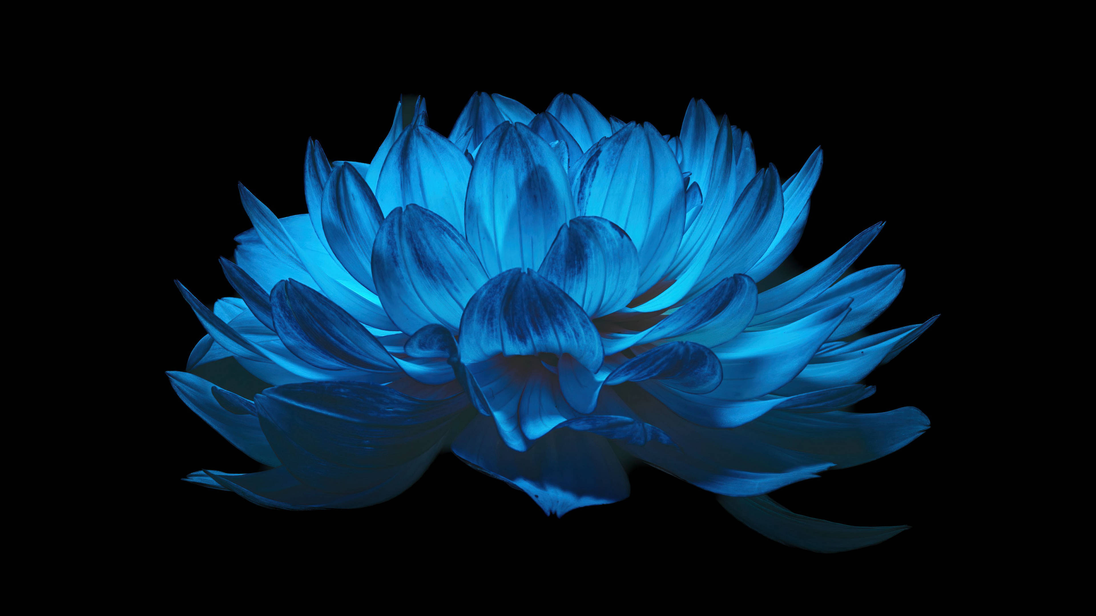 4D Ultra HD, floating lotus flower, radiant blue dahlia, 4K Desktop Wallpaper