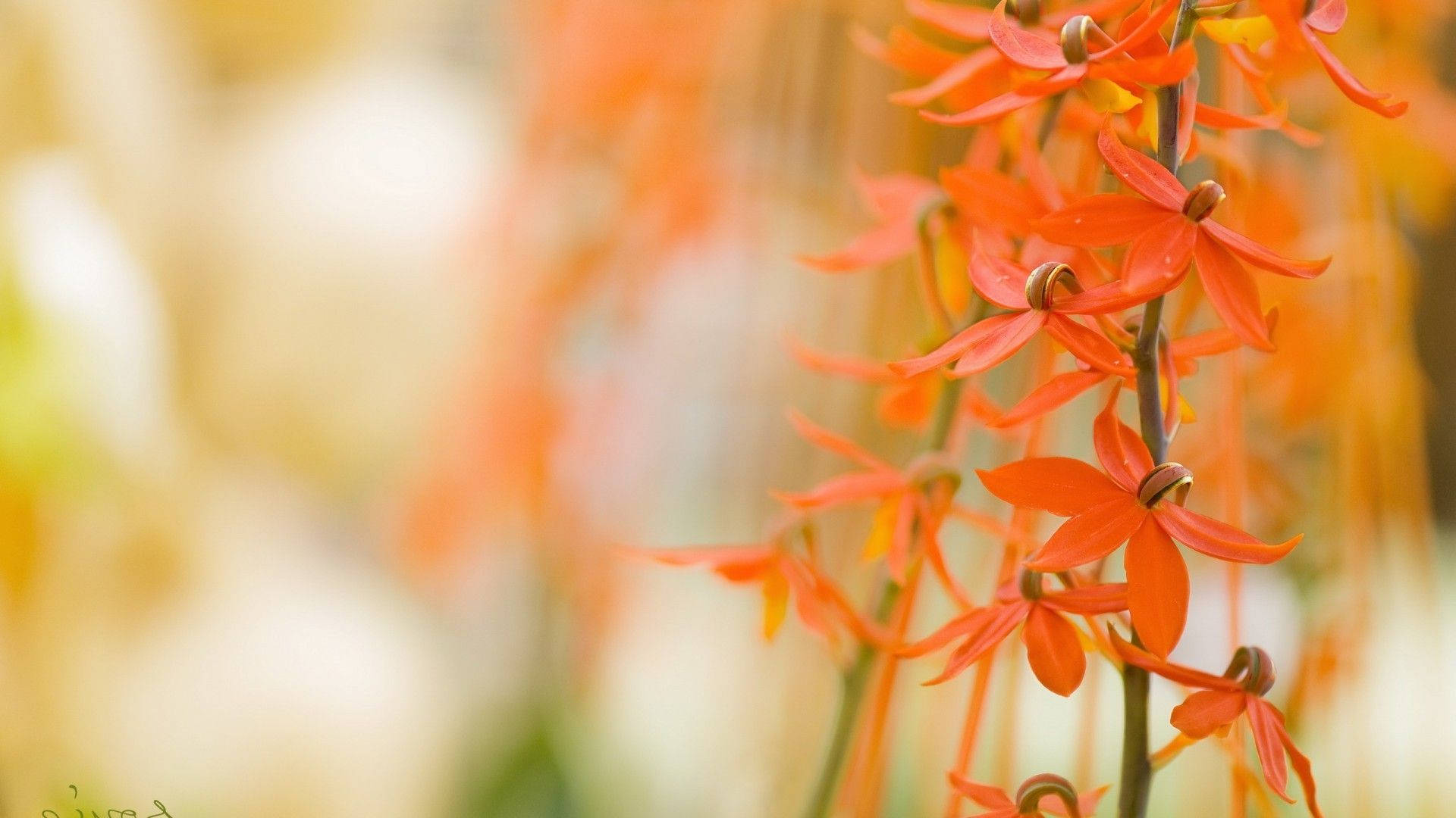 macro flower, tangerine orange petals, vibrant orange orchid, Full HD Desktop Wallpaper