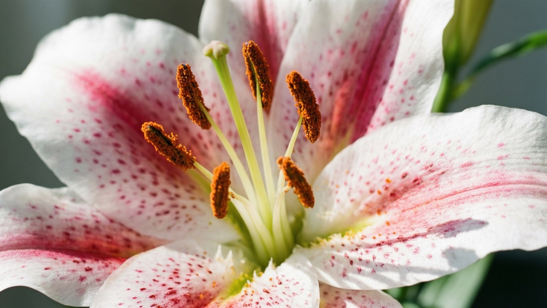 speckled lily elegance, white lily, pink streaks, Full HD Desktop Wallpaper