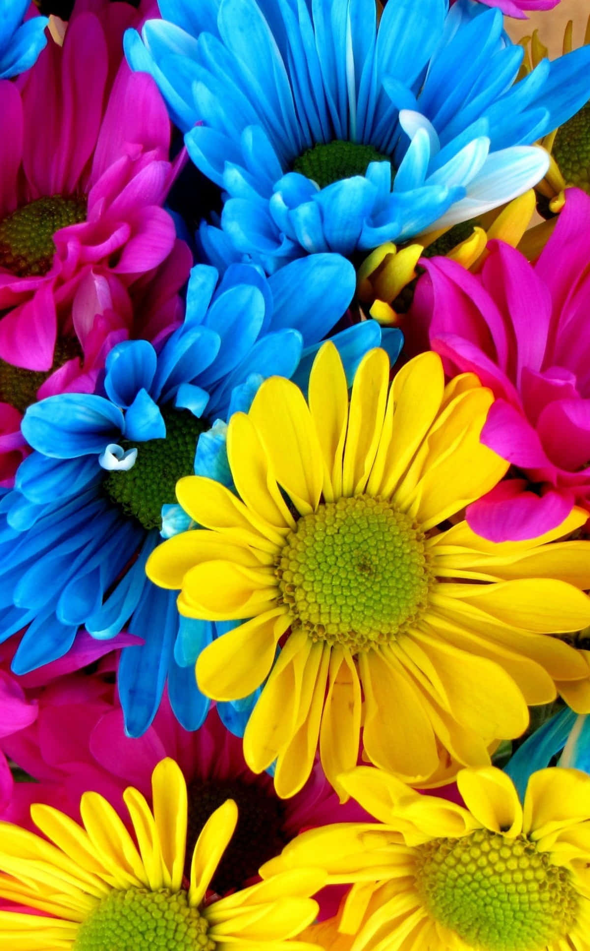 macro daisy, colorful, electric blue, Full HD Phone Wallpaper