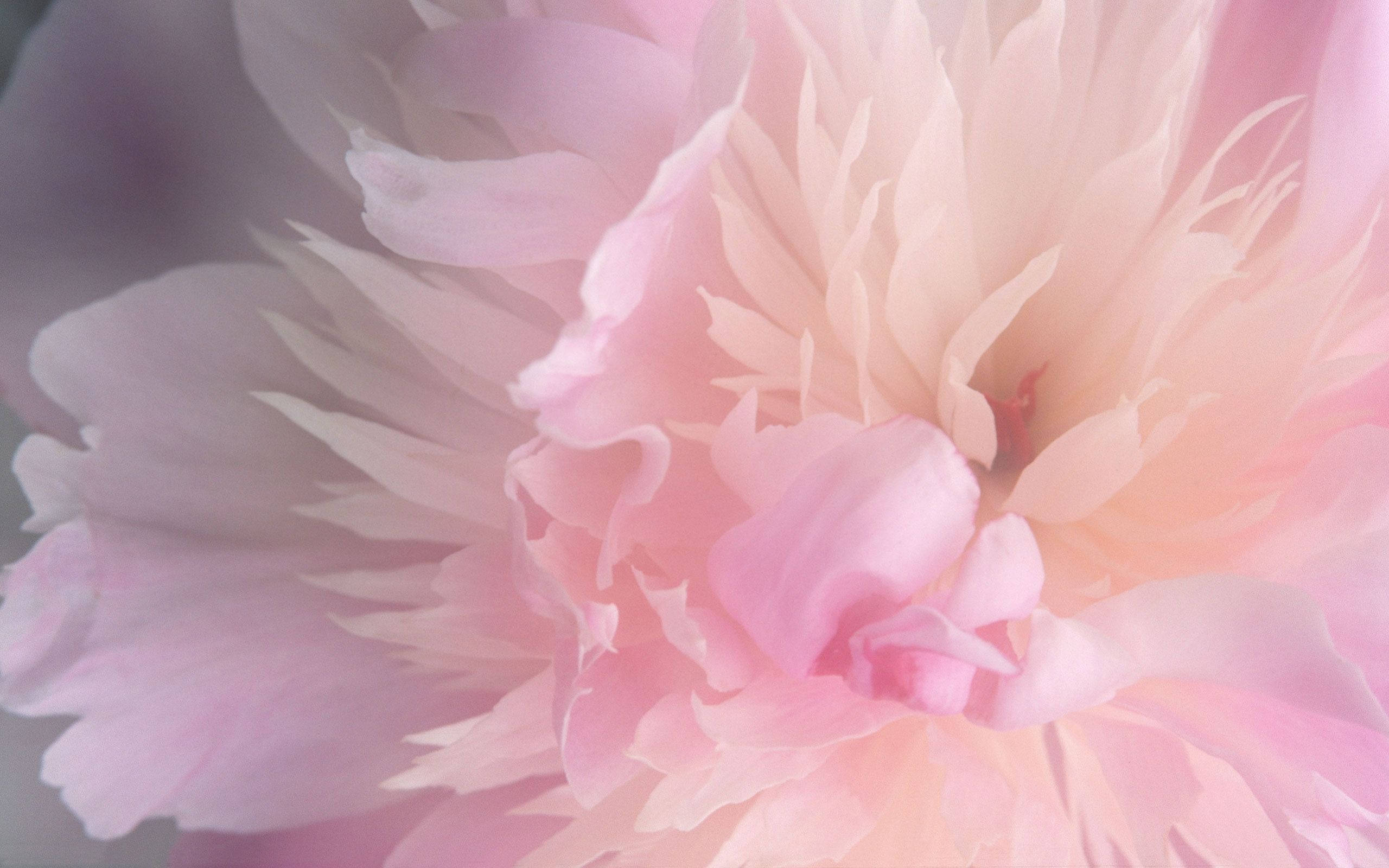 soft pink peony, delicate pink peony, layered petals, 2K Desktop Wallpaper