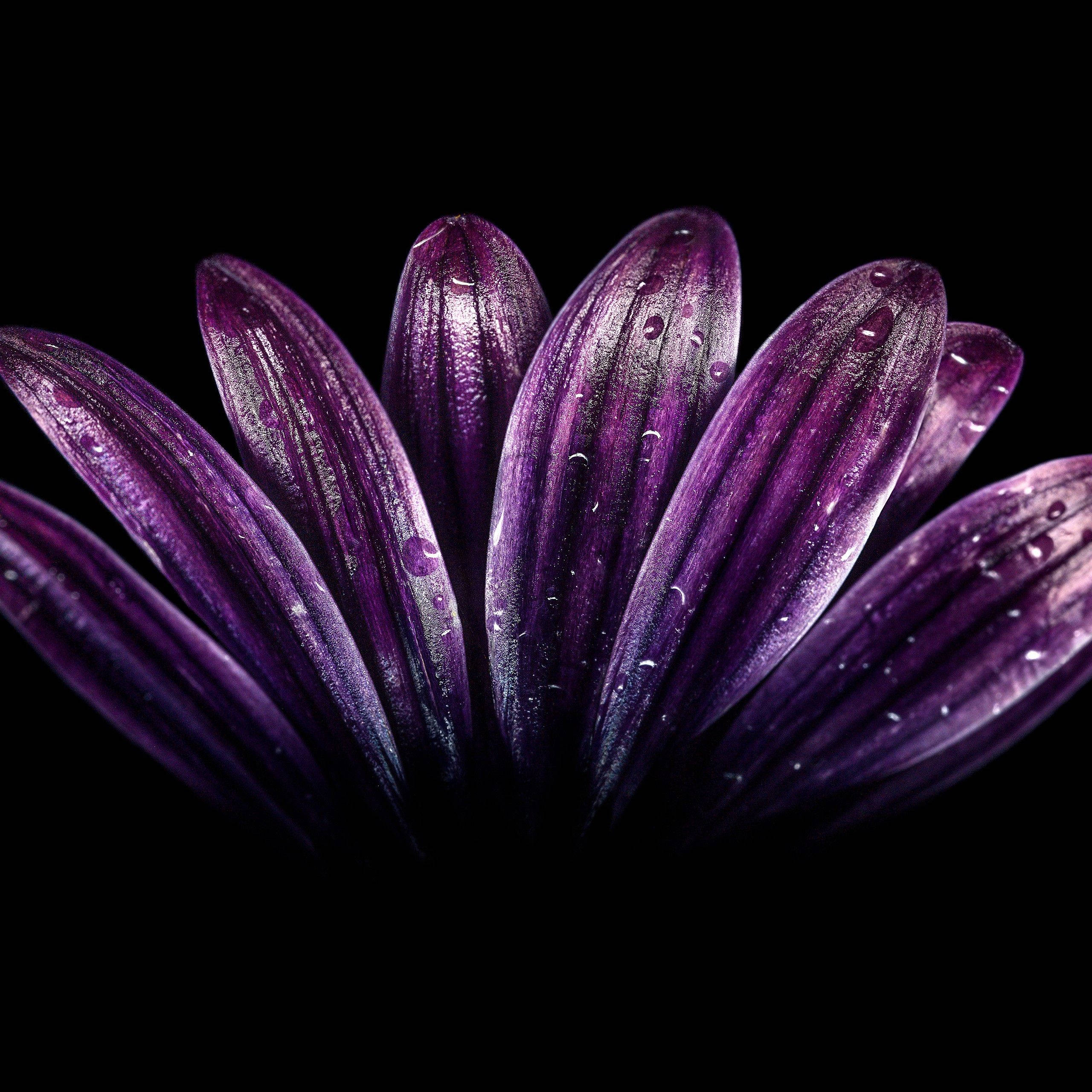 purple flower, deep purple, water droplets, 2K Desktop Wallpaper