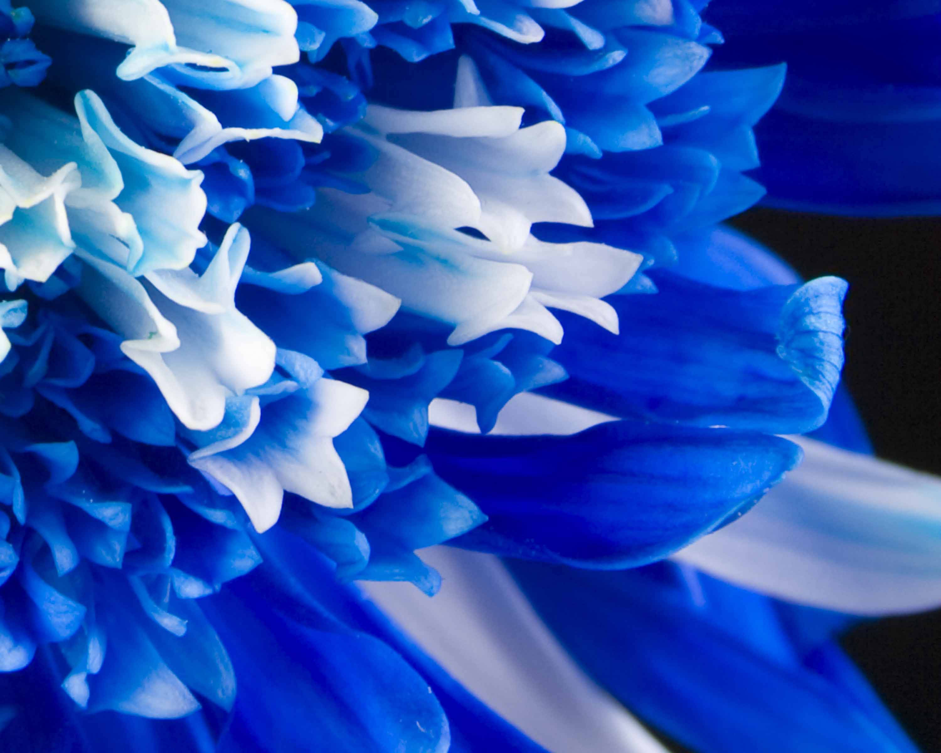 blue flower, vibrant blue and white flower, delicate layered petals, 2K Desktop Wallpaper