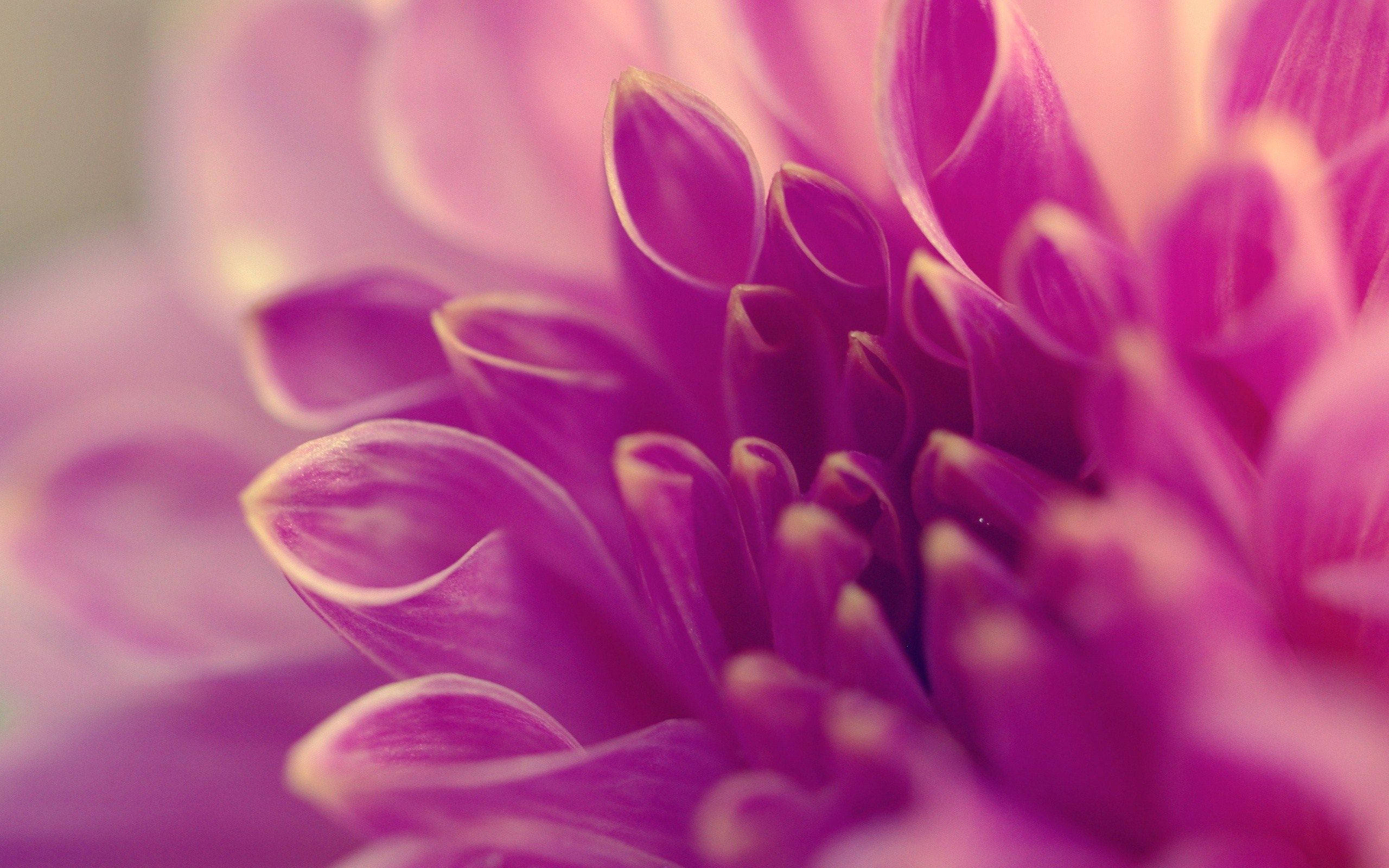 macro flower, vibrant purple dahlia, curled petals, 2K Desktop Wallpaper