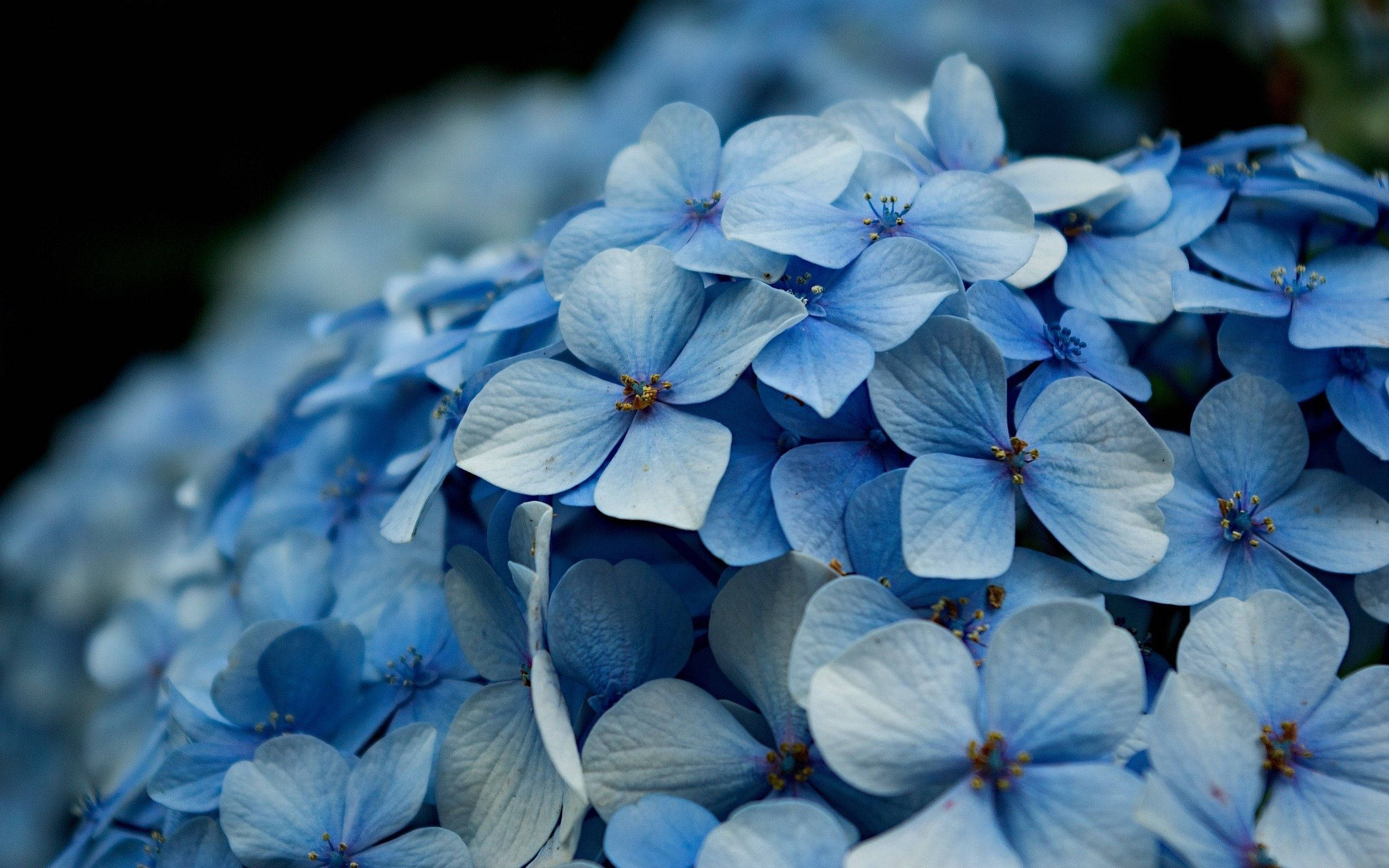 light blue hydrangea flower, delicate blue hydrangea blossoms, soft petals, 2K Desktop Wallpaper