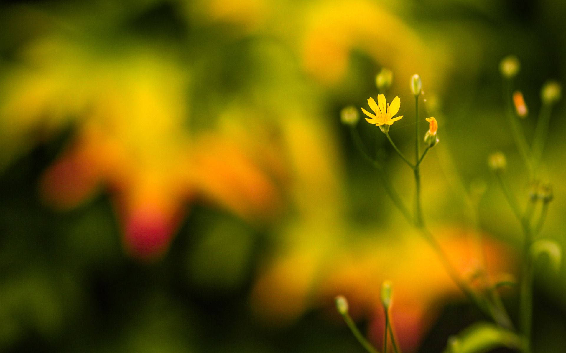 bright yellow, macro flower, soft blurred background, Full HD Desktop Wallpaper