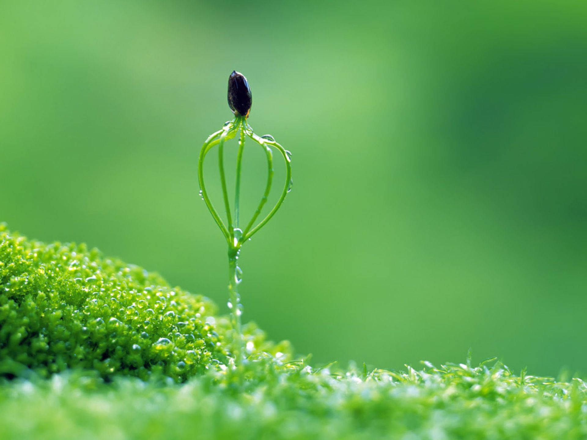 macro flower, green octopus seed, dewdrops, Full HD Desktop Wallpaper