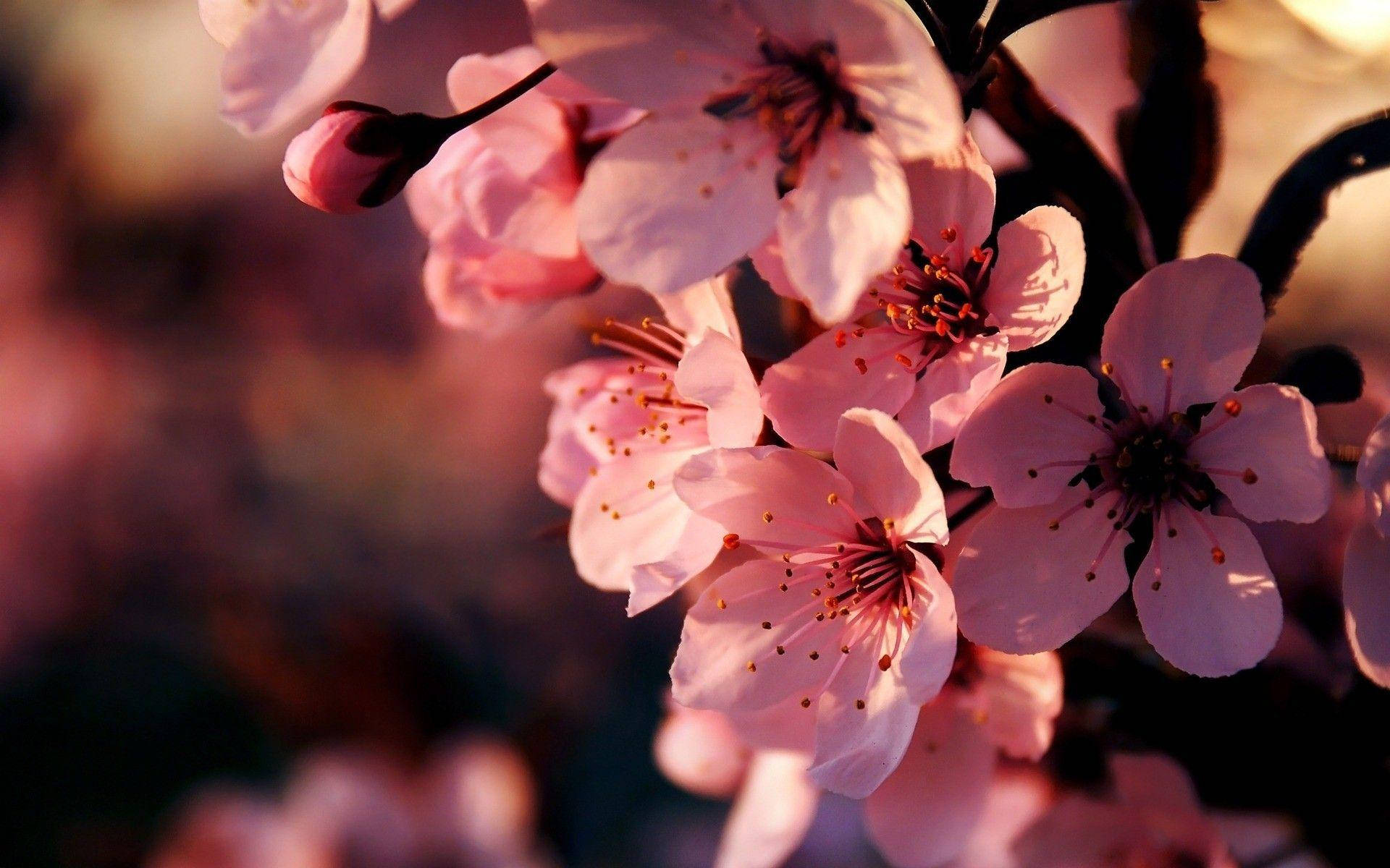 pink flowers, cherry blossom, soft pink, Full HD Desktop Wallpaper
