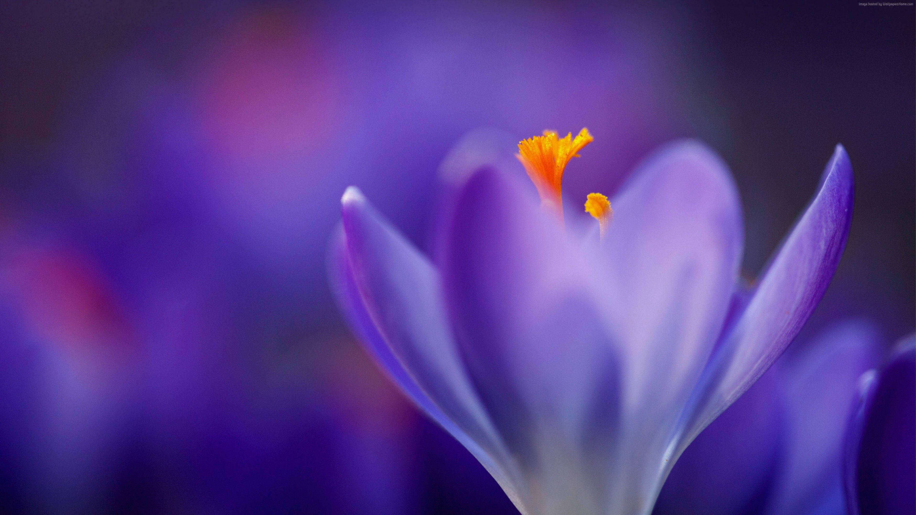 macro flower, vibrant purple crocus flower, bright yellow stamens, 4K Desktop Wallpaper