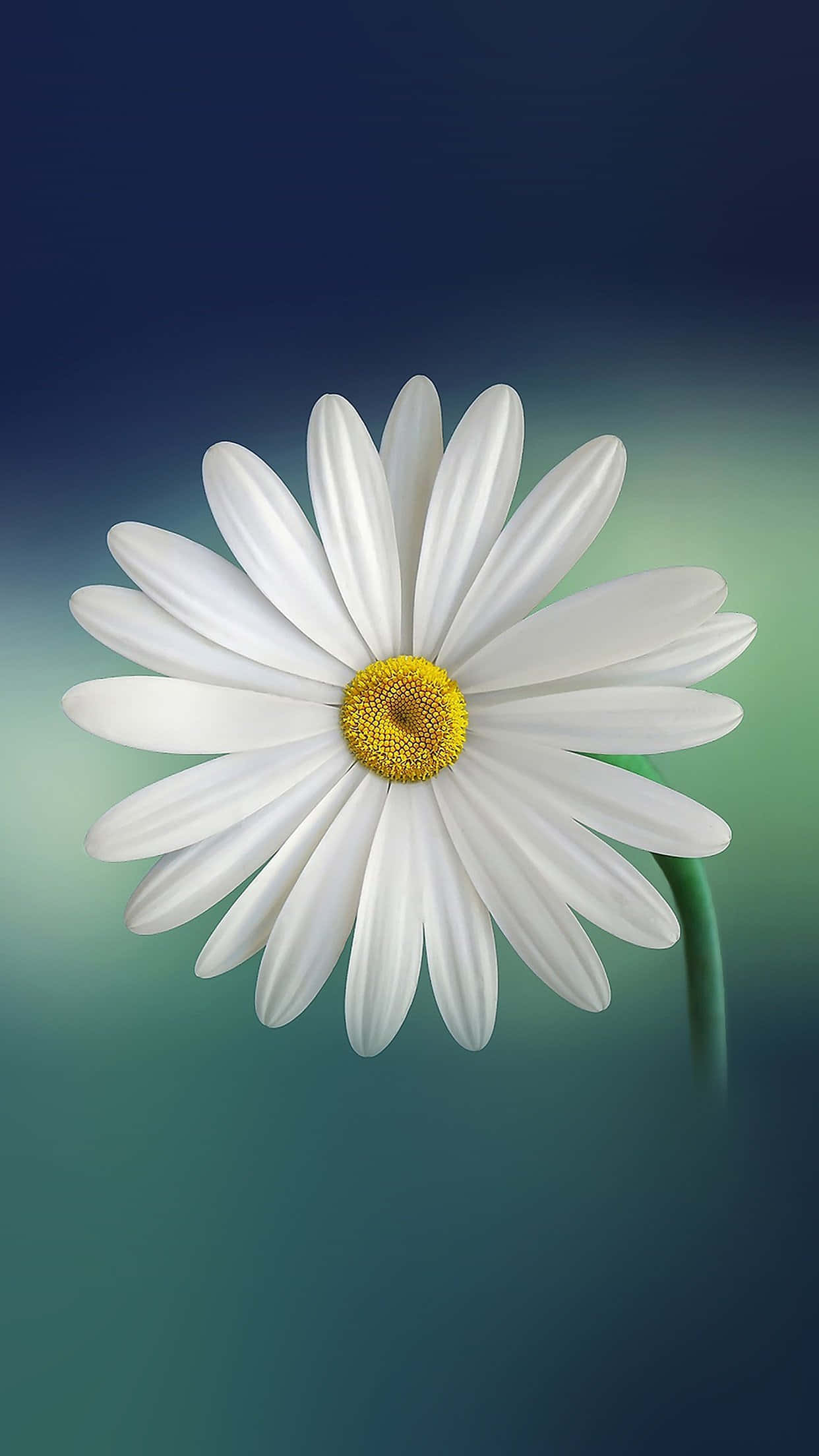 daisy, white, yellow center, Full HD Phone Wallpaper