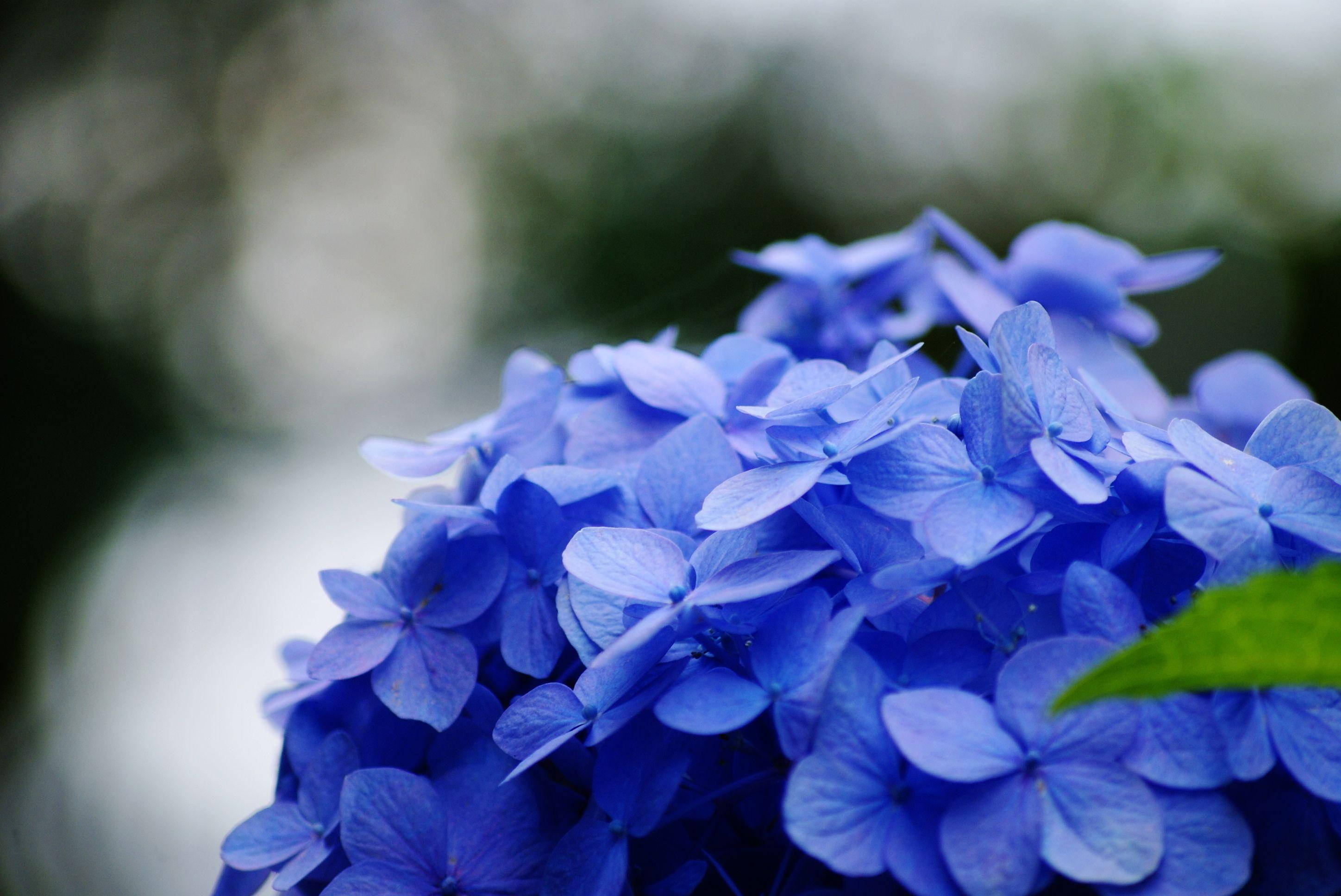blue hydrangea, vivid blue, soft blurred green background, 2K Desktop Wallpaper