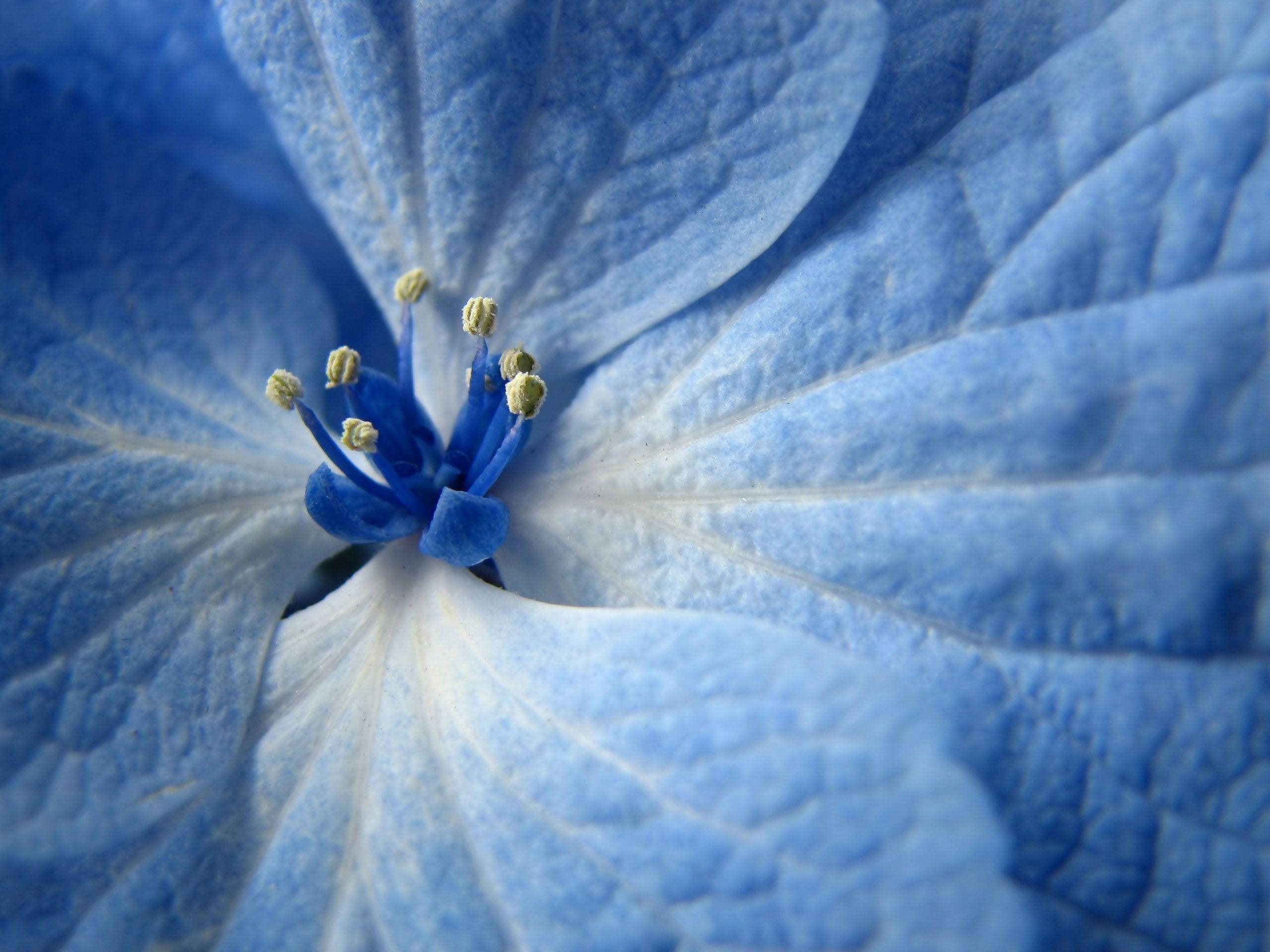 blue flower, hydrangea flower, blue petals, 2K Desktop Wallpaper