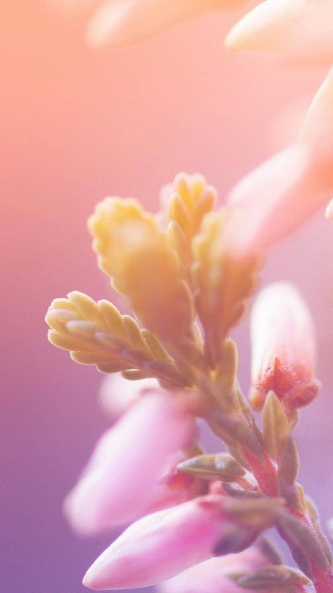macro flower, soft pink, yellow flower buds, Full HD Phone Wallpaper