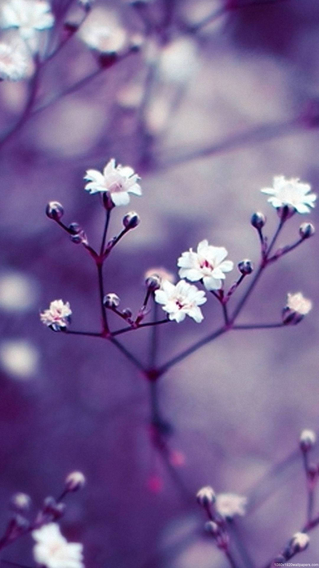 white petal, baby's breath, slender stems, Full HD Phone Wallpaper