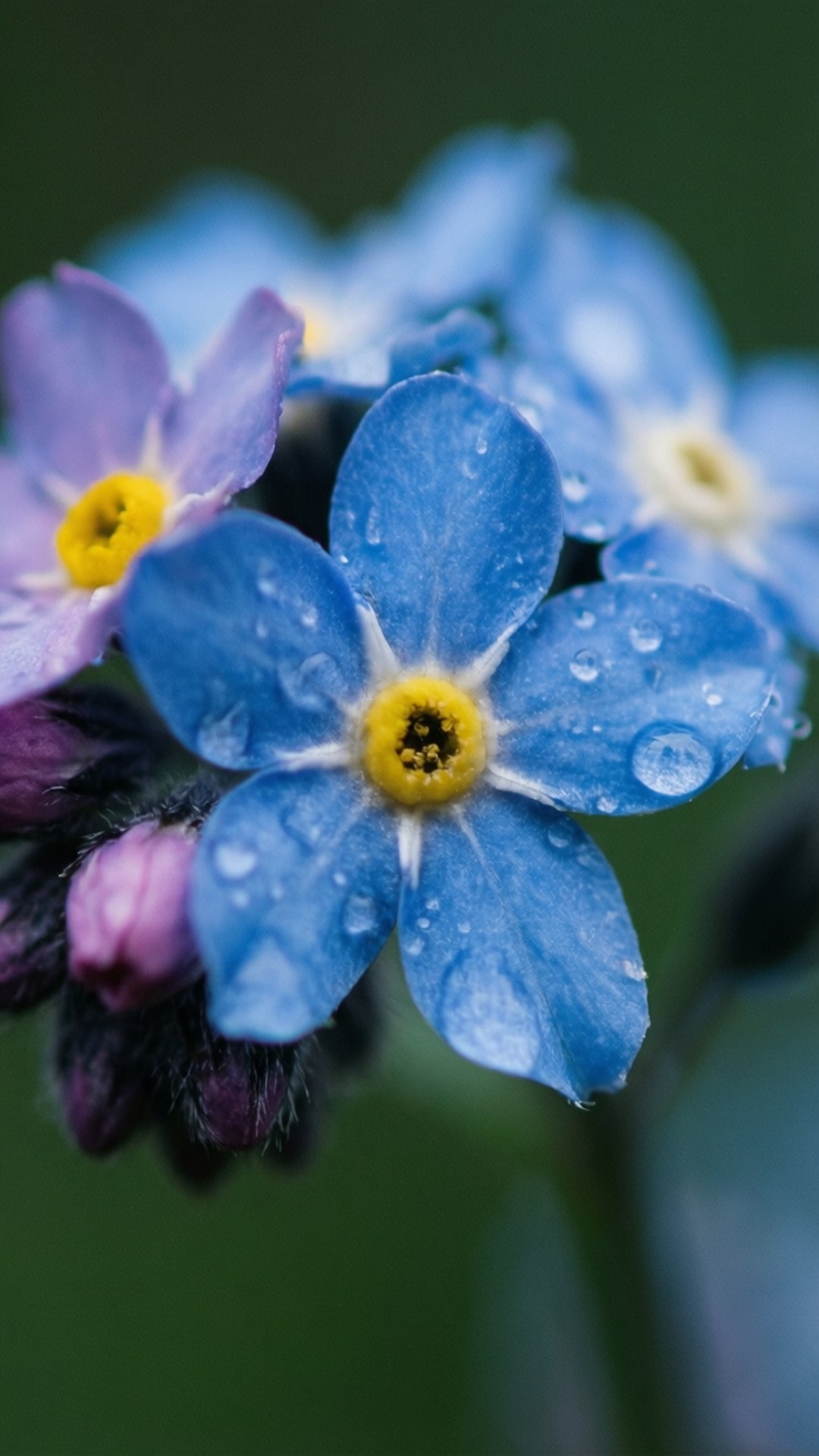 forget-me-not, blue, yellow centers, Full HD Phone Wallpaper