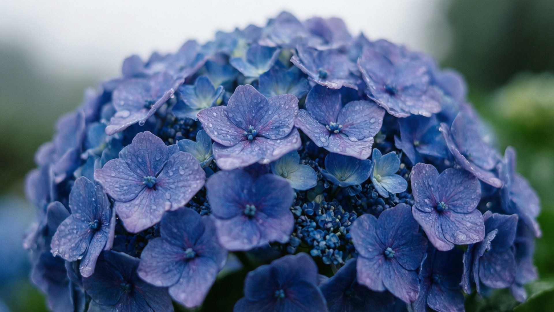 hydrangea, blue hydrangea, dewdrops, Full HD Desktop Wallpaper