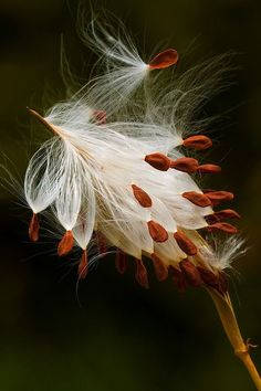 milkweed pod, feathery white fluff, brown seeds, SD Phone Wallpaper