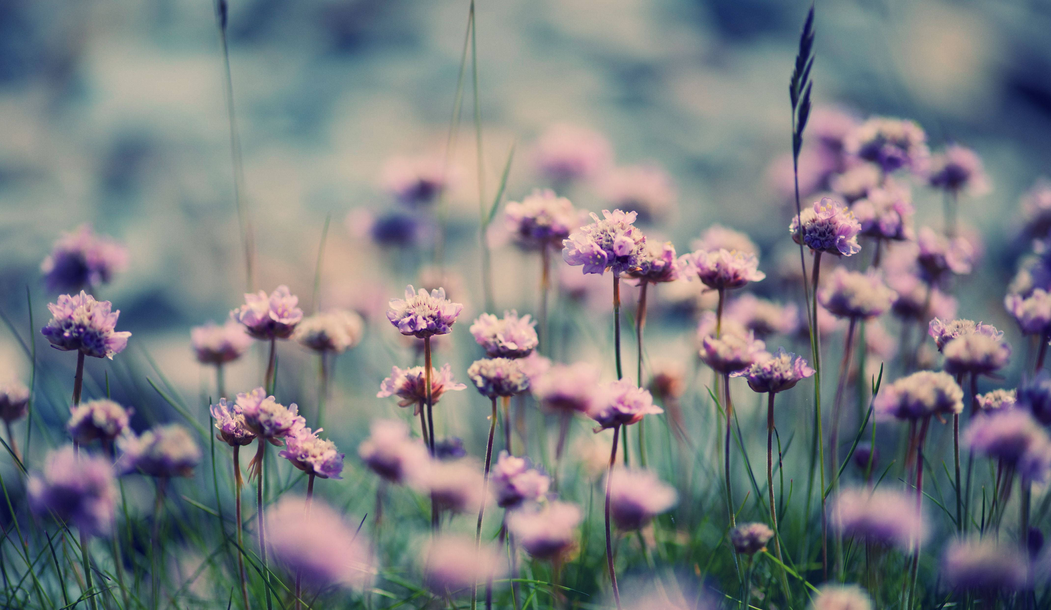 pink macro flowers, soft purple sea thrift flowers, sunlit meadow, 4K Desktop Wallpaper