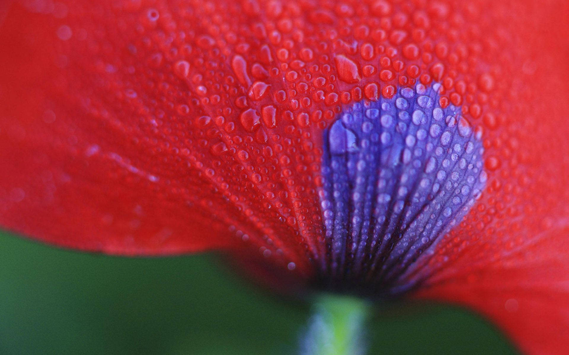 macro flower, red petal, vivid red poppy, Full HD Desktop Wallpaper