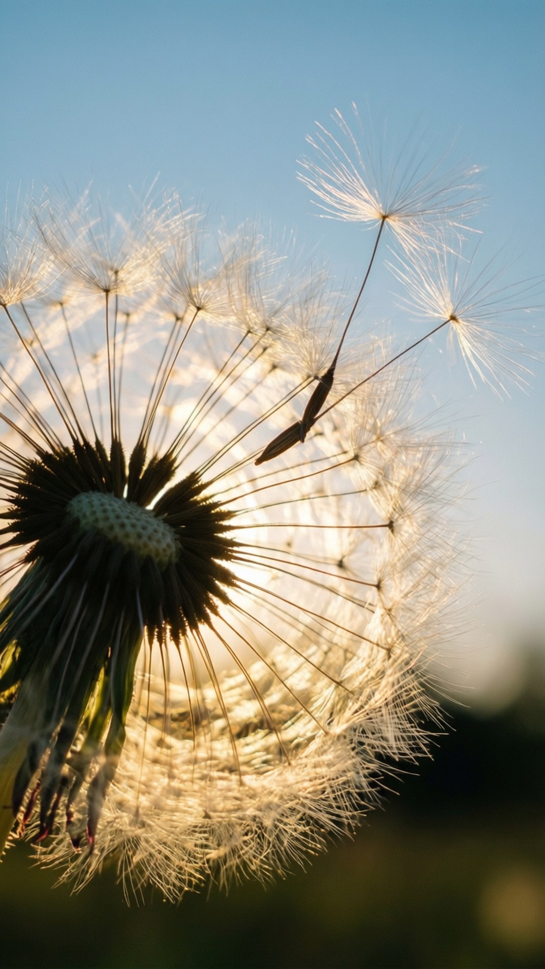 dandelion, seed head, golden sunlight, Full HD Phone Wallpaper