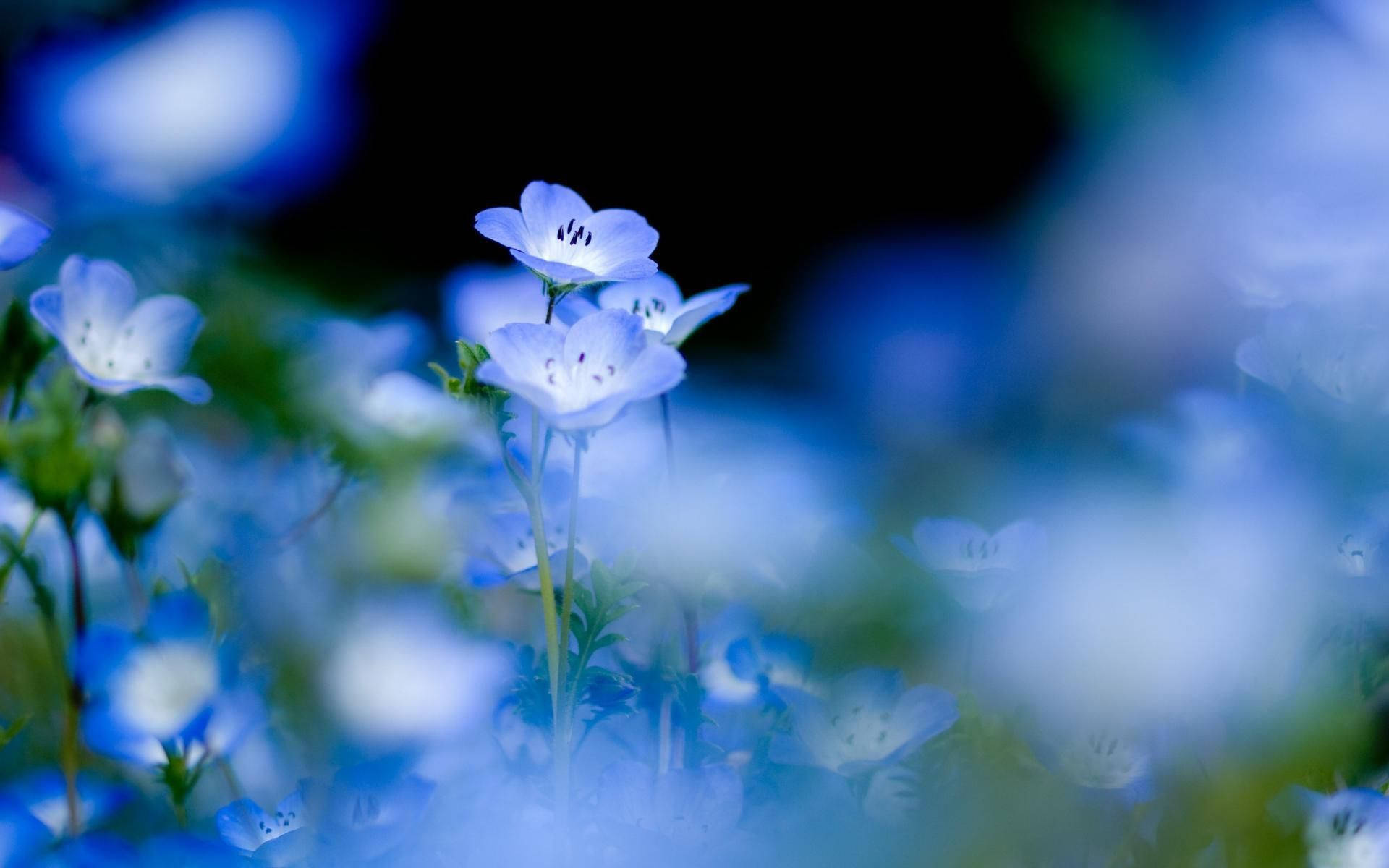 dreamy lavender macro flower, blue flowers, white centers, Full HD Desktop Wallpaper