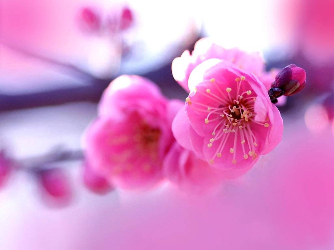 pink spring flowers, vibrant pink blossoms, delicate yellow stamens, HD Desktop Wallpaper