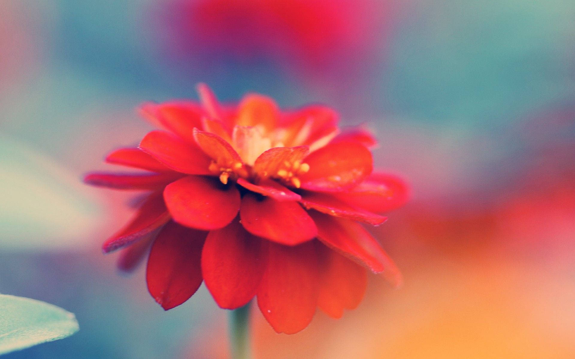 pastel red macro flower, vivid red flower, pastel blur, Full HD Desktop Wallpaper