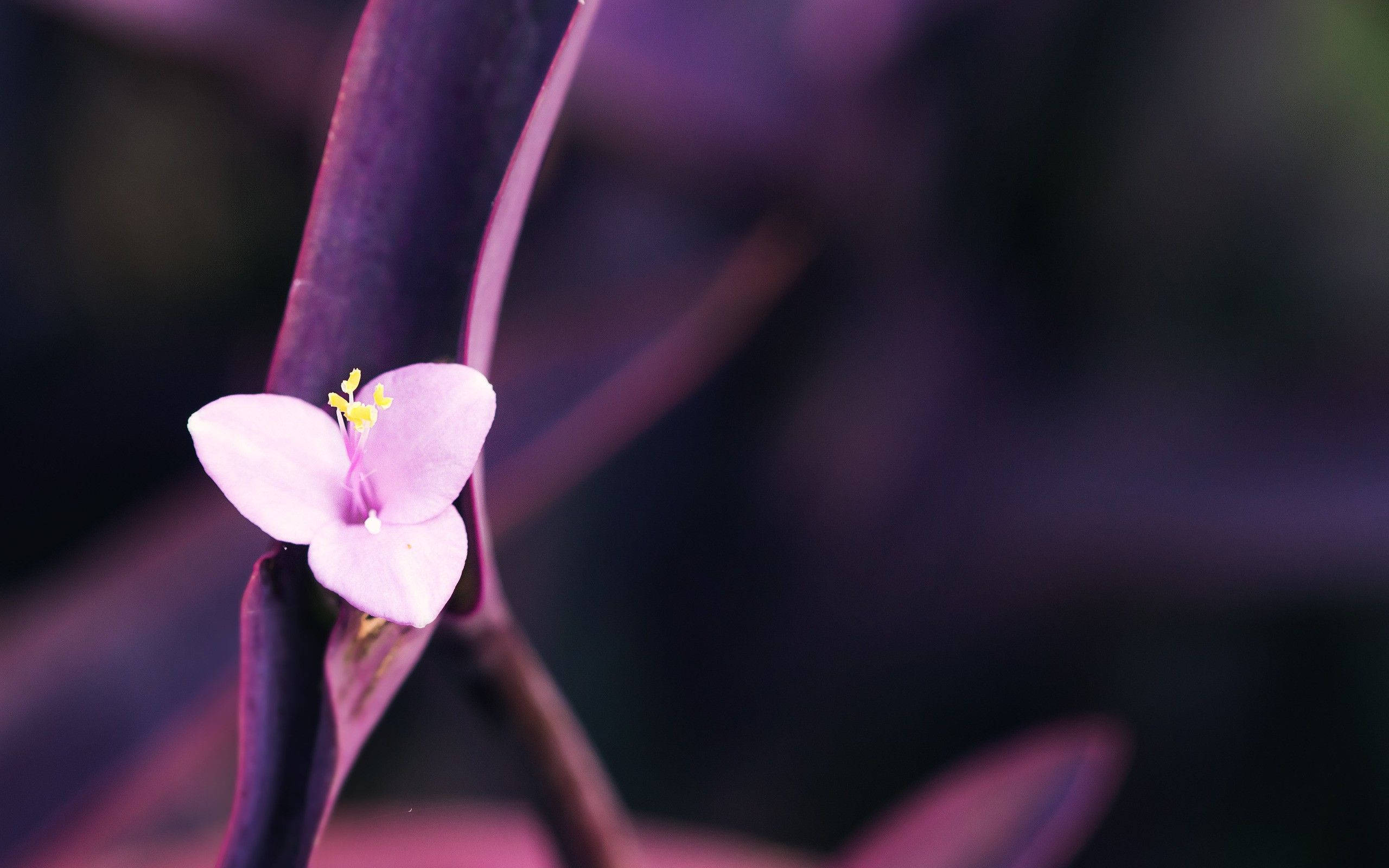small purple macro flower, delicate pink flower, yellow stamens, 2K Desktop Wallpaper