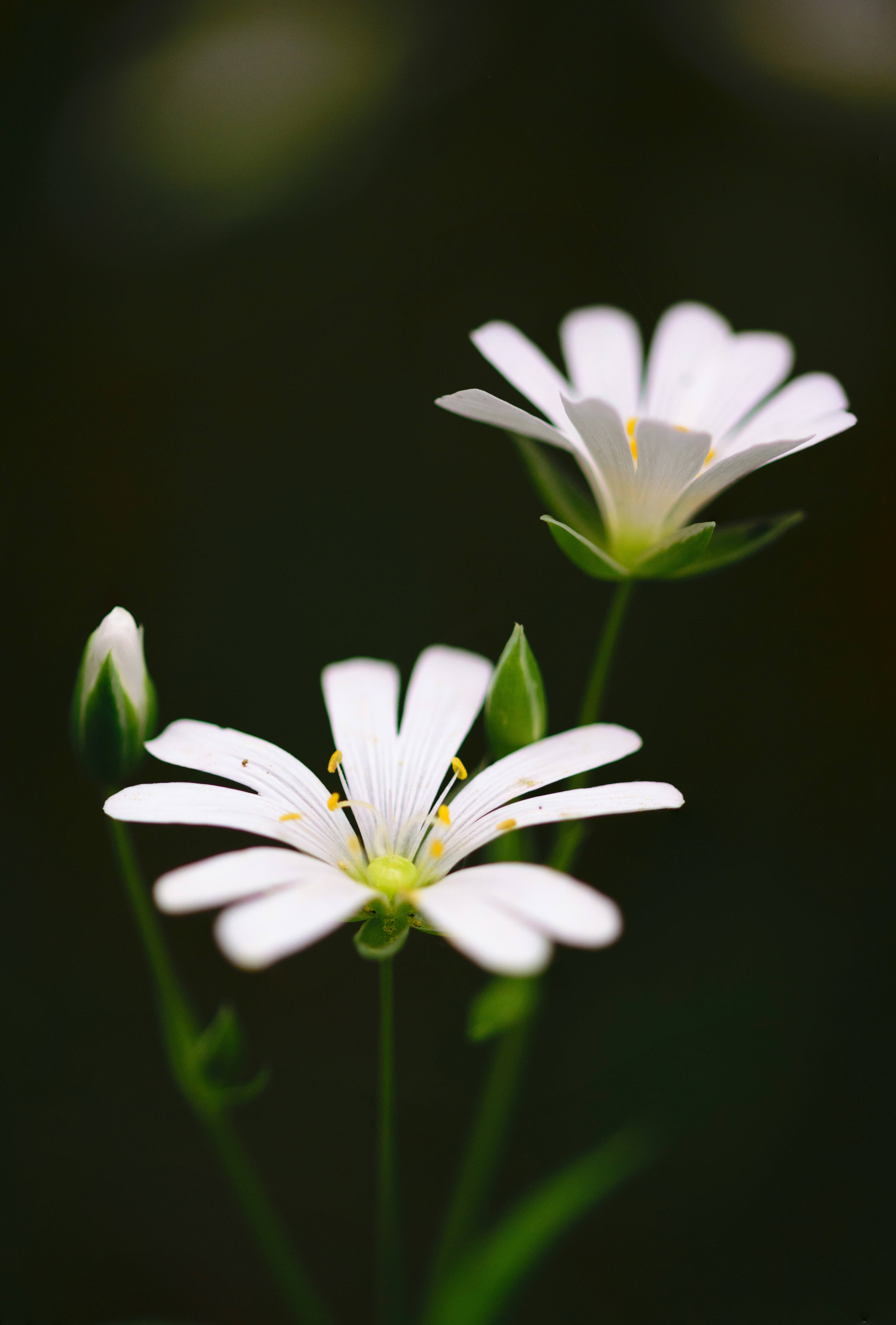 white flowers, yellow centers, soft dark green blurred background, 5K Phone Wallpaper