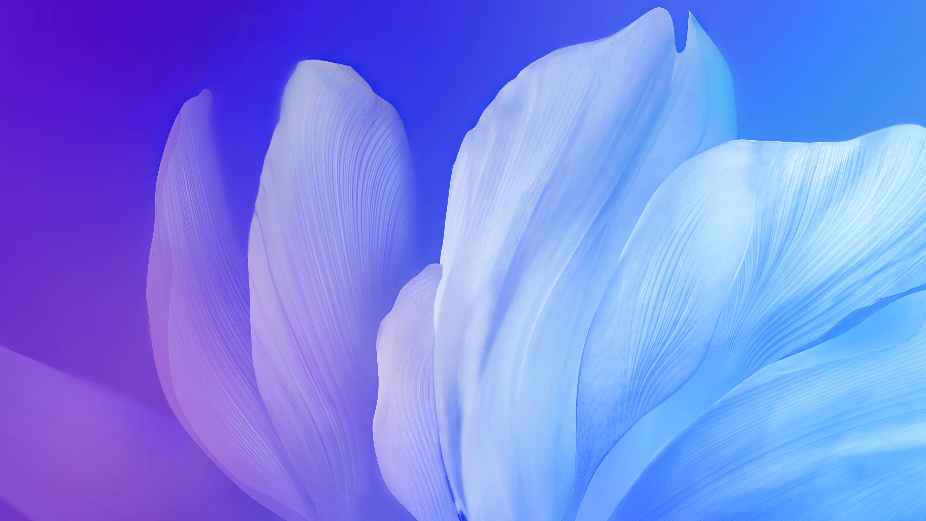 4D Ultra HD, flowing petals, soft blue, 4K Desktop Wallpaper