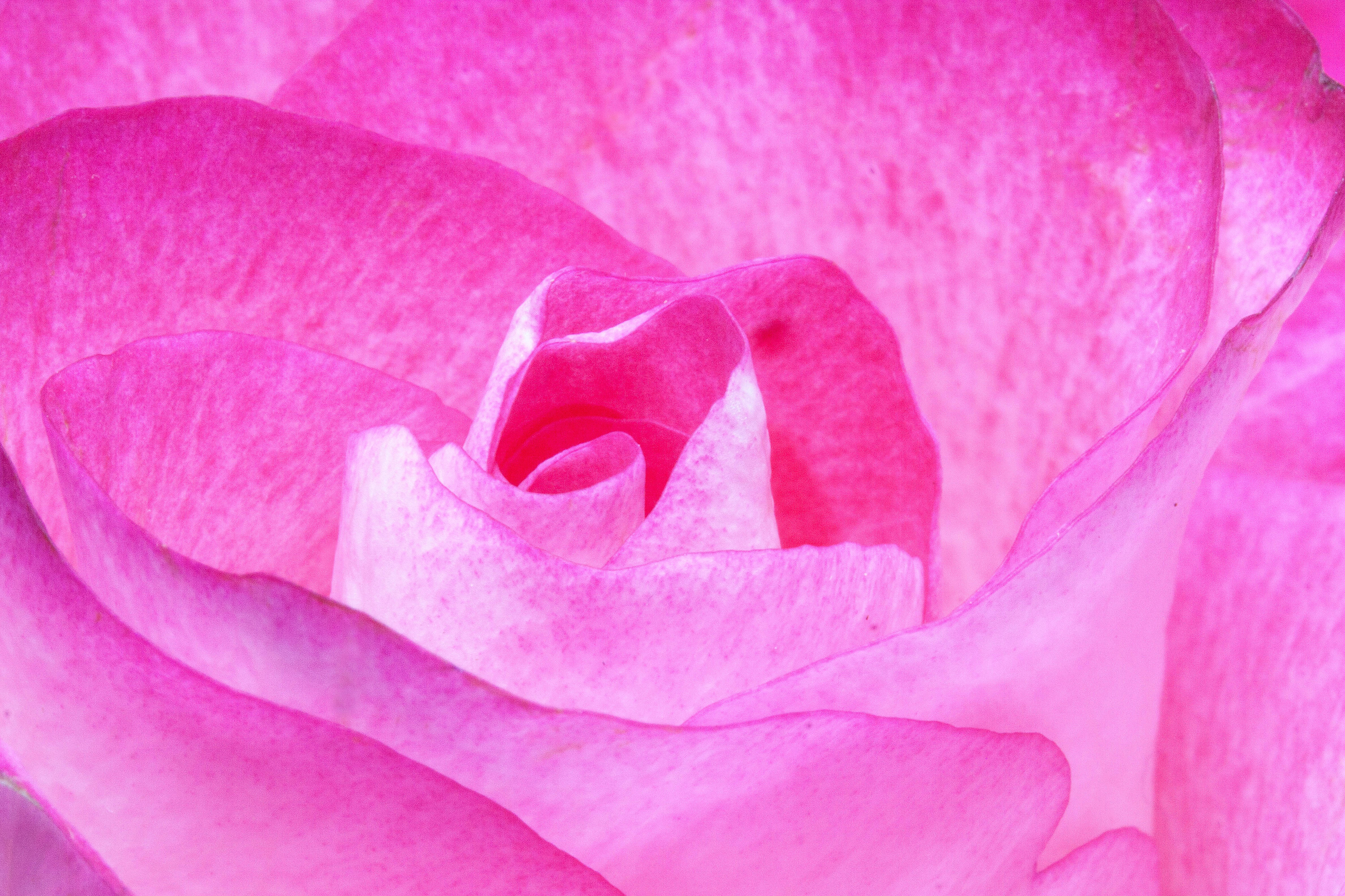 pink rose, vibrant pink, delicate layered petals, 4K Desktop Wallpaper