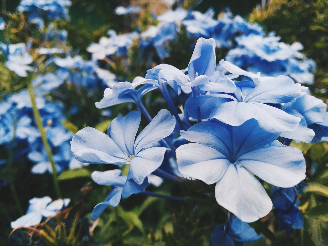 periwinkle blue, plumbago flowers, sunlit garden, HD Desktop Wallpaper