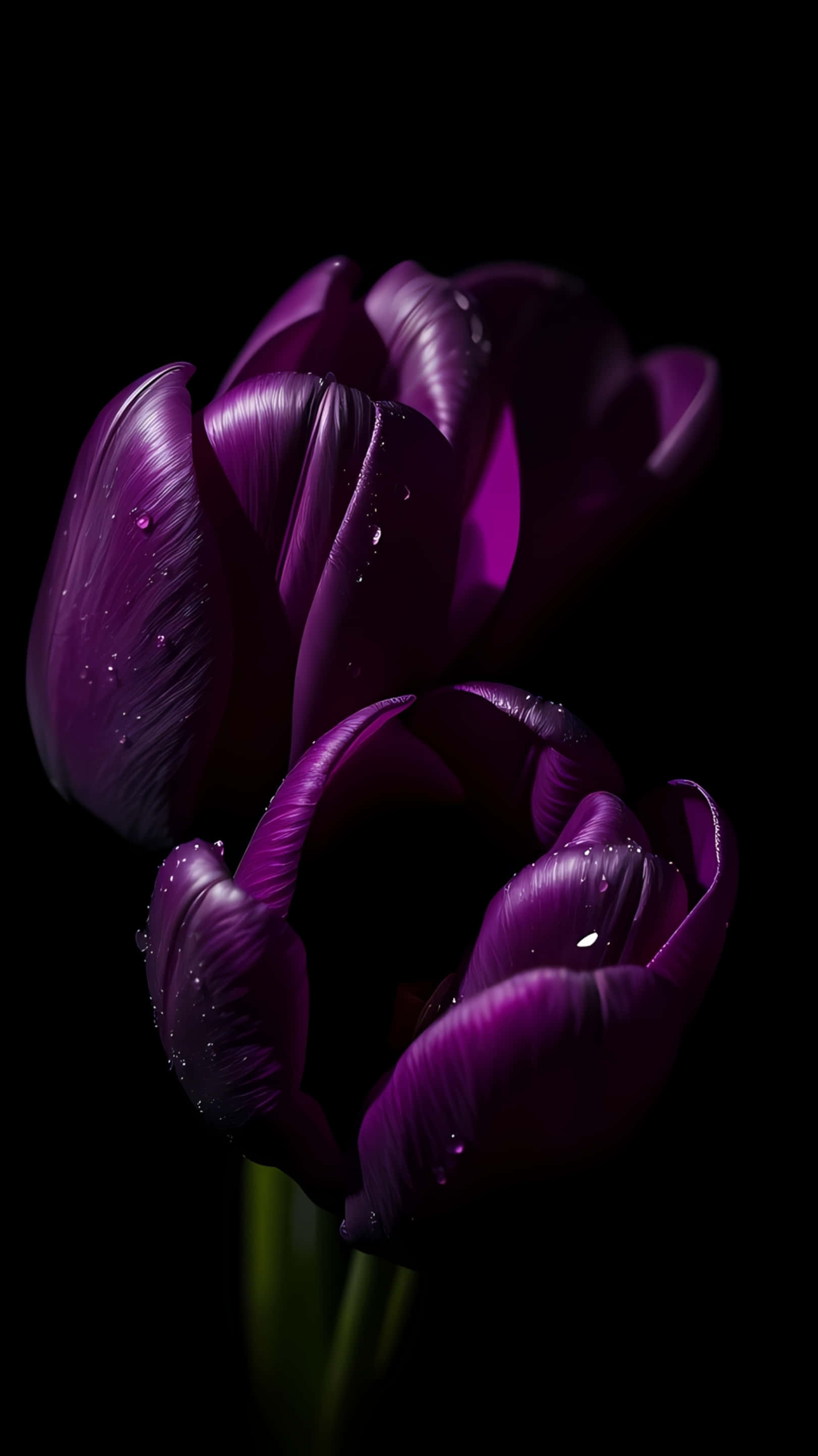 deep purple tulip, glistening water droplets, stark black background, 2K Phone Wallpaper