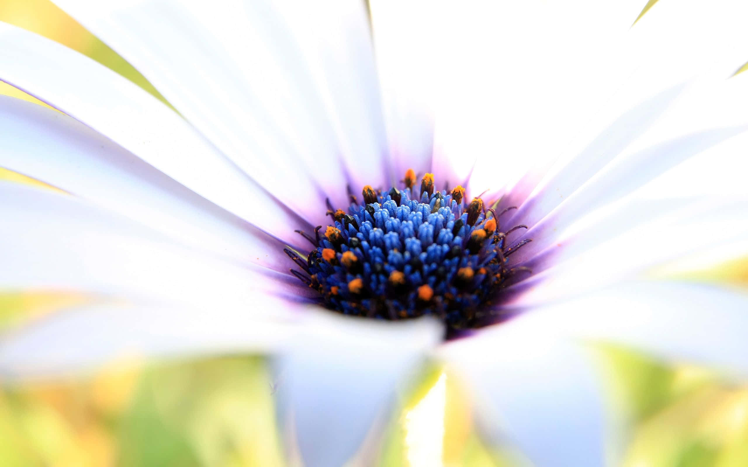 daisy, white petals, vibrant blue center, 2K Desktop Wallpaper