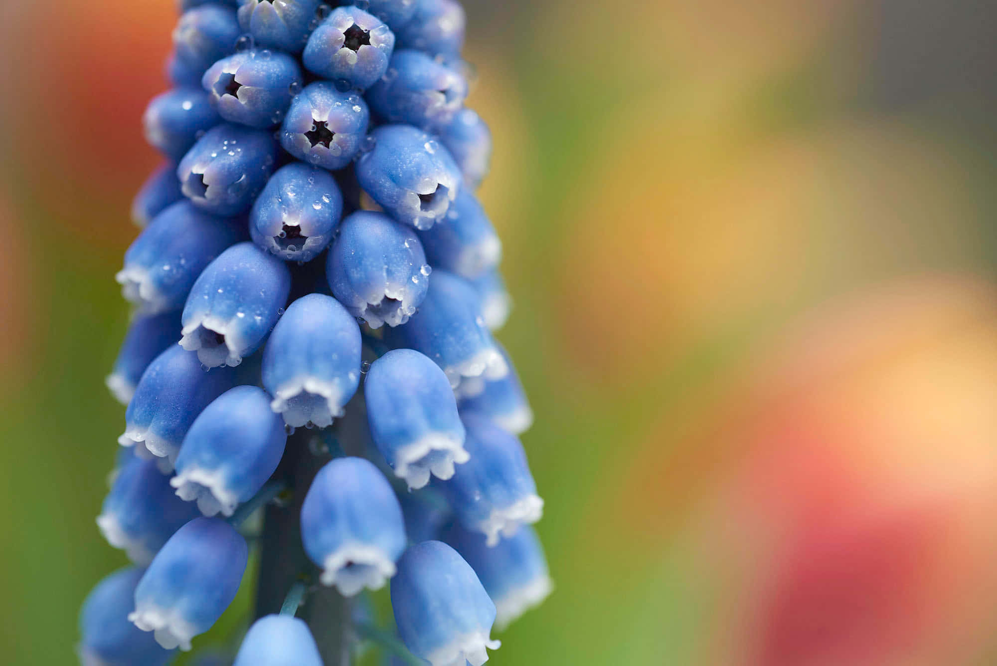 blue grape hyacinth, dew drops, soft blurred colorful background, Full HD Desktop Wallpaper