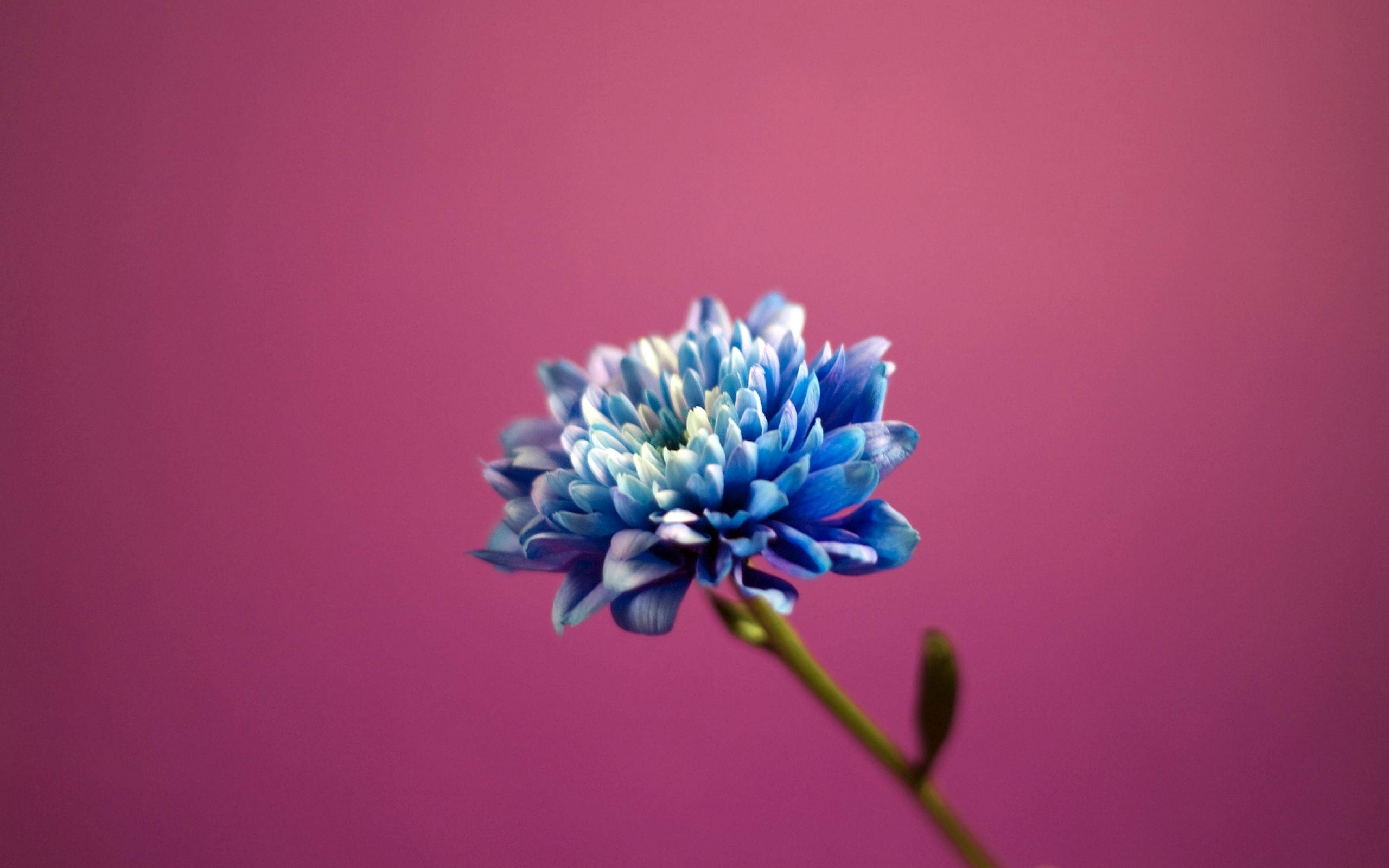 blue chrysanthemum, white center, magenta background, 2K Desktop Wallpaper