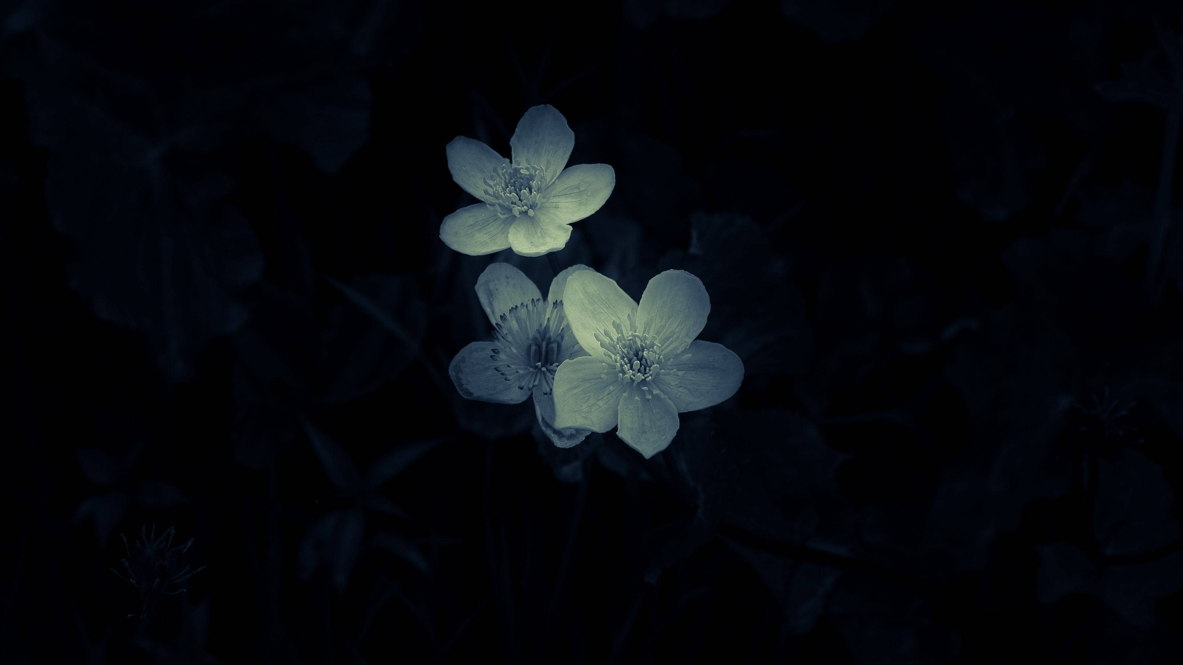 minimalistic macro flower photography, pale glowing flowers, deep dark blue night background, 4K Desktop Wallpaper