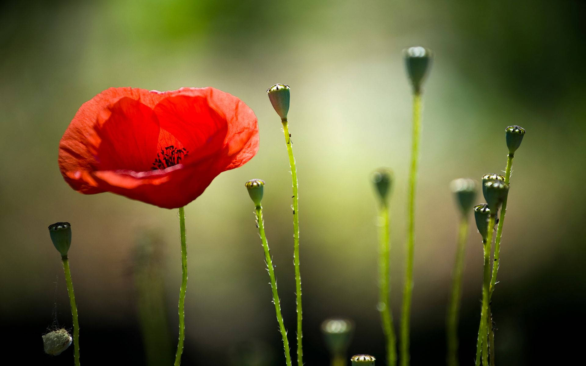 red translucent macro flower, vibrant red poppy, unopened buds, Full HD Desktop Wallpaper