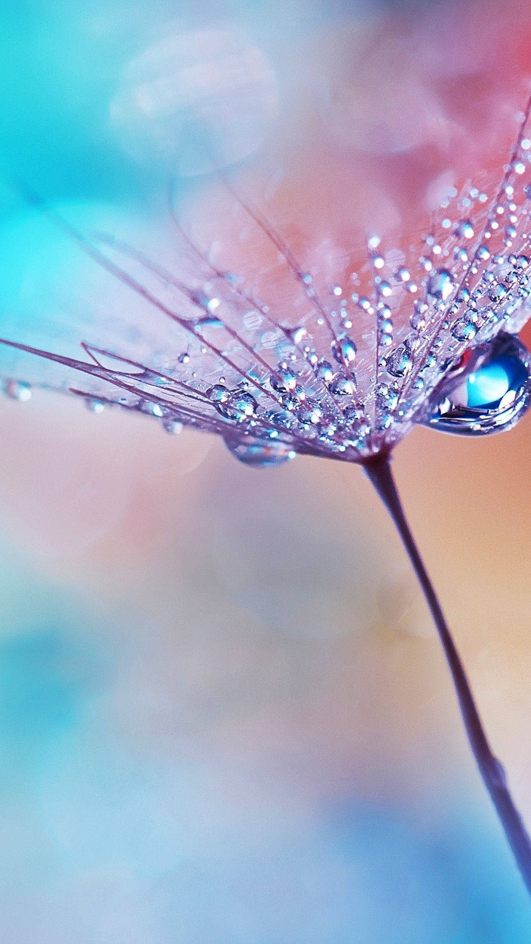 dandelion seed head, dewdrops, soft pastel bokeh background, Full HD Phone Wallpaper