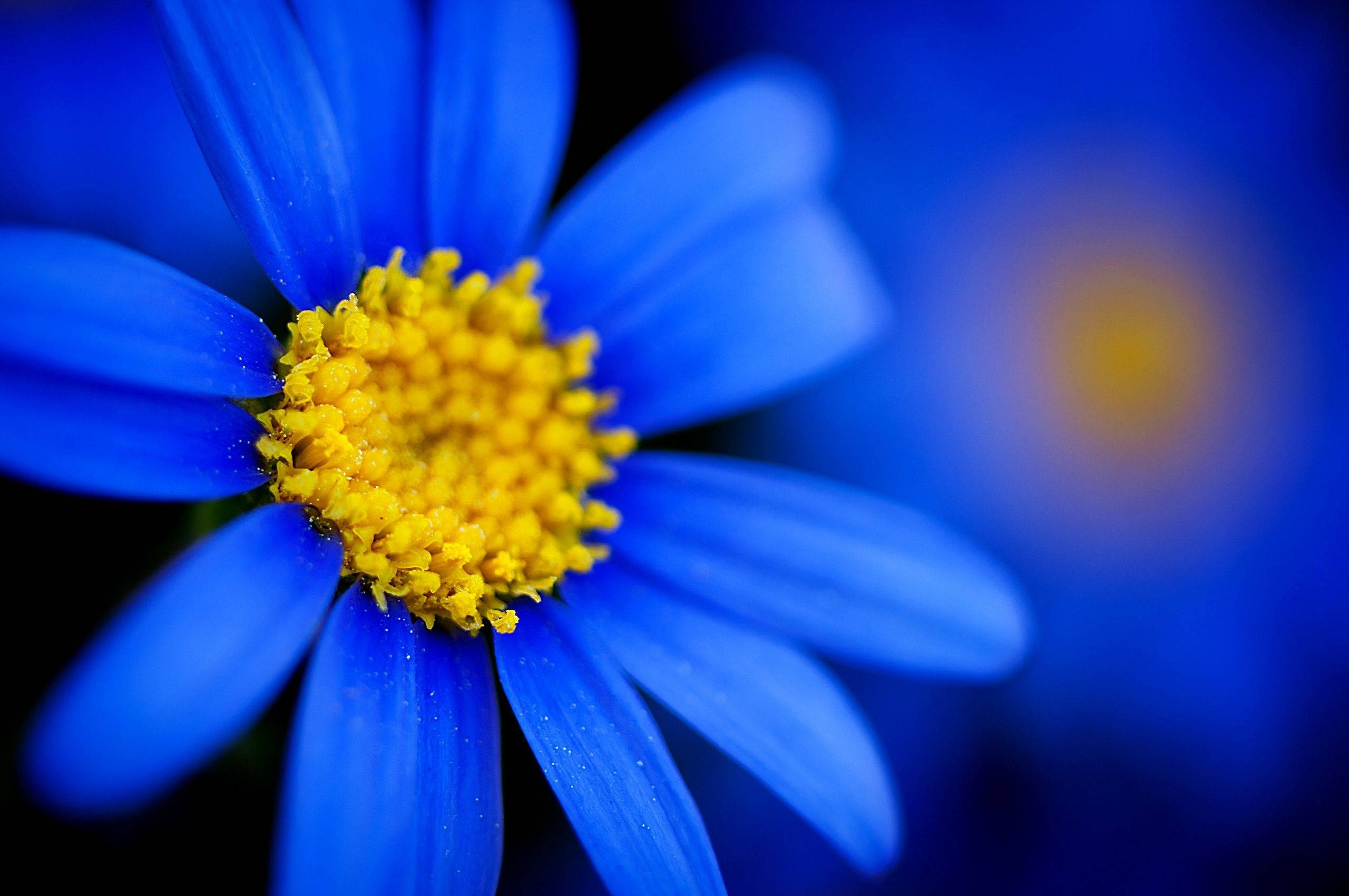 vibrant blue daisy, bright yellow center, powdery yellow pollen, 2K Desktop Wallpaper