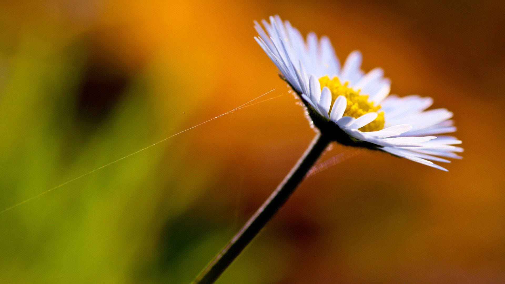 white daisy, yellow center, green and orange blurred background, Full HD Desktop Wallpaper