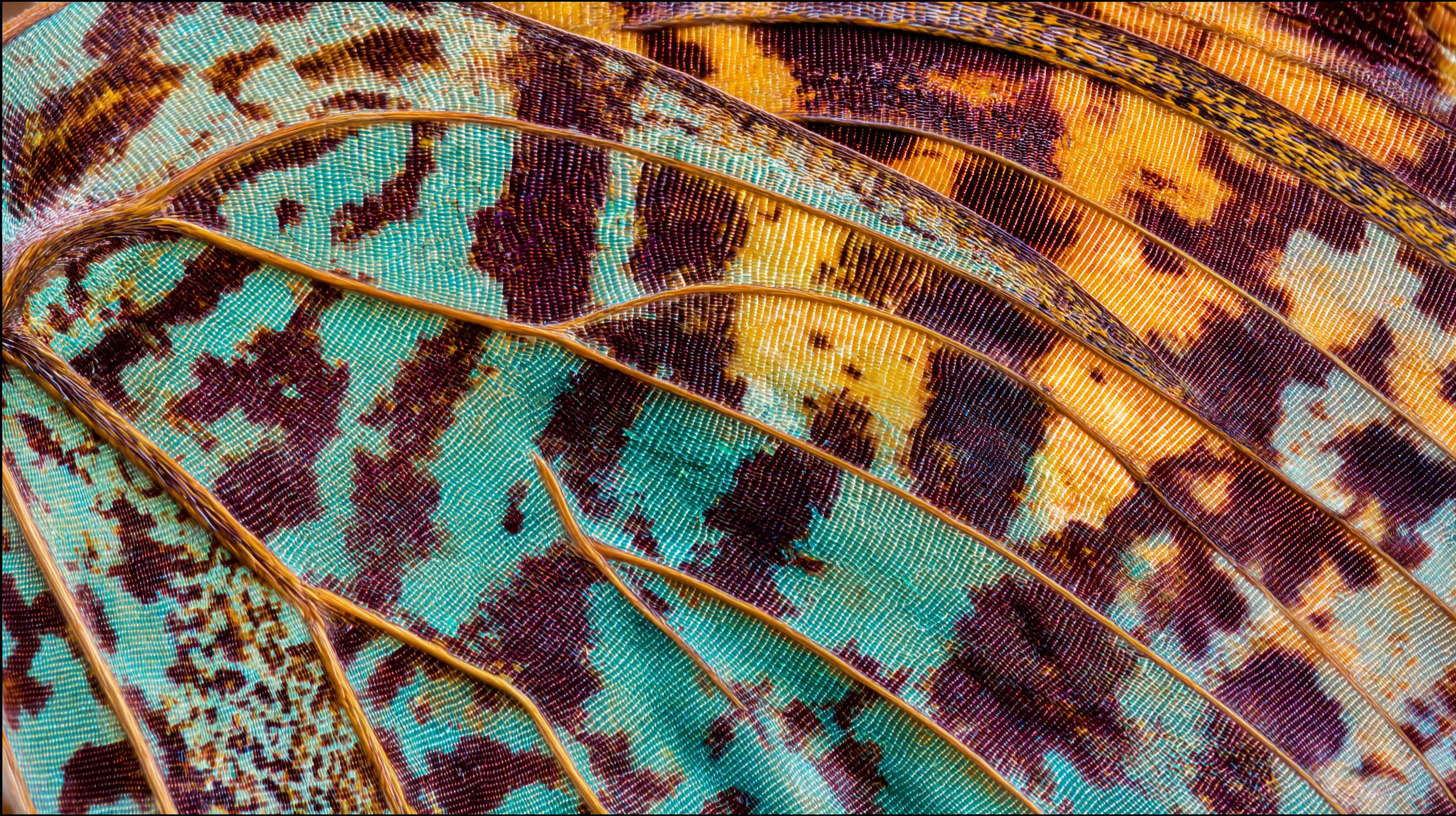 butterfly wing, turquoise, brown, 2K Desktop Wallpaper